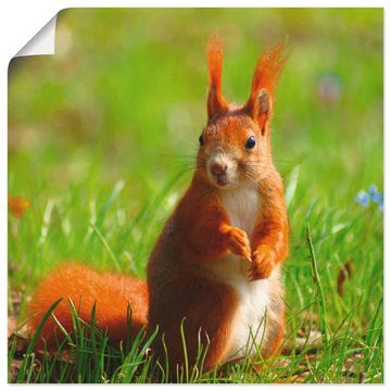 Artland Poster Eichhörnchen Kontakt, Wildtiere (1 St), als Leinwandbild, Wandaufkleber oder Poster in versch. Größen