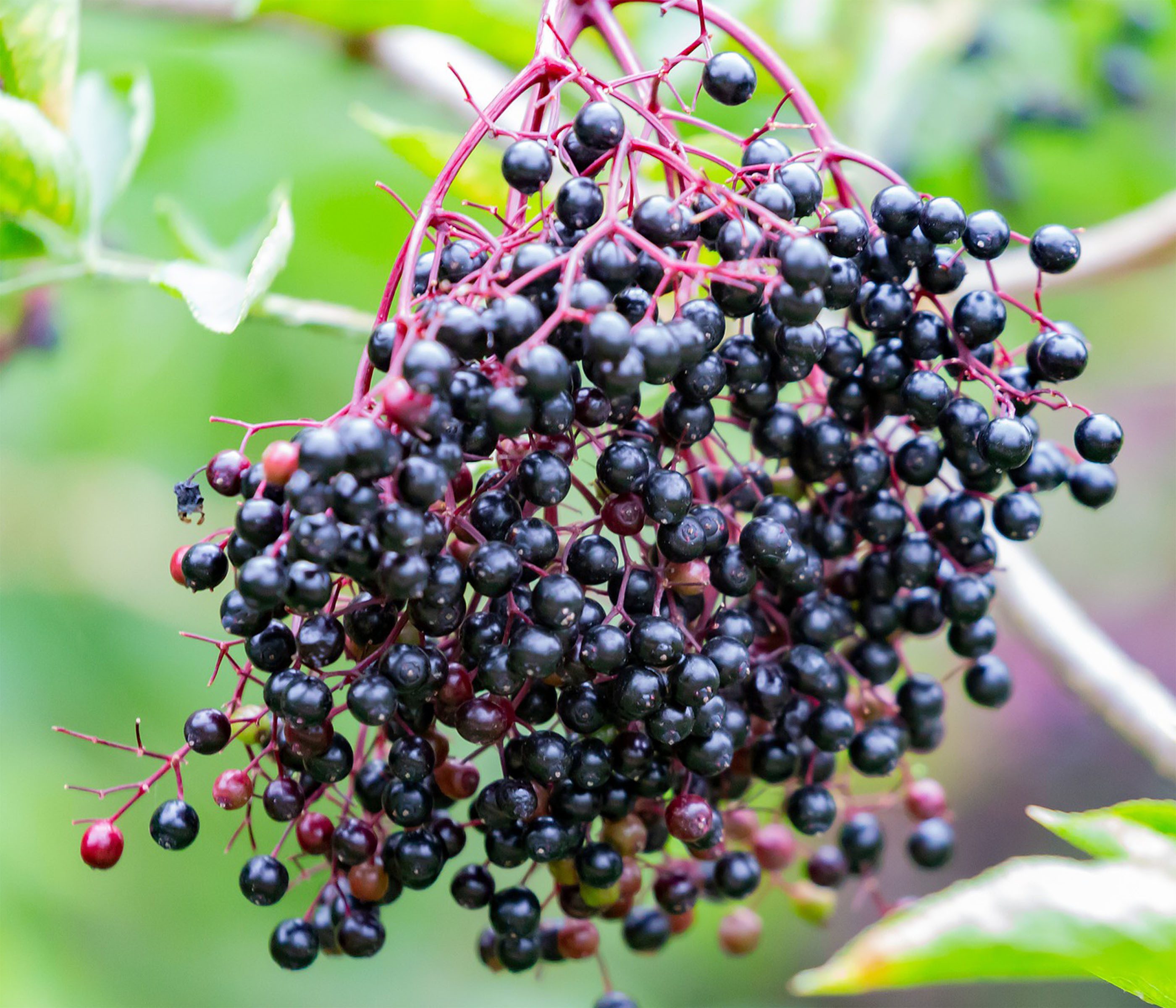 Dehner Obstpflanze Holunder Haschberg, Sambucus nigra, Beerenstrauch, Selbstbefruchter-Pflanze, insektenfreundlicher Strauch
