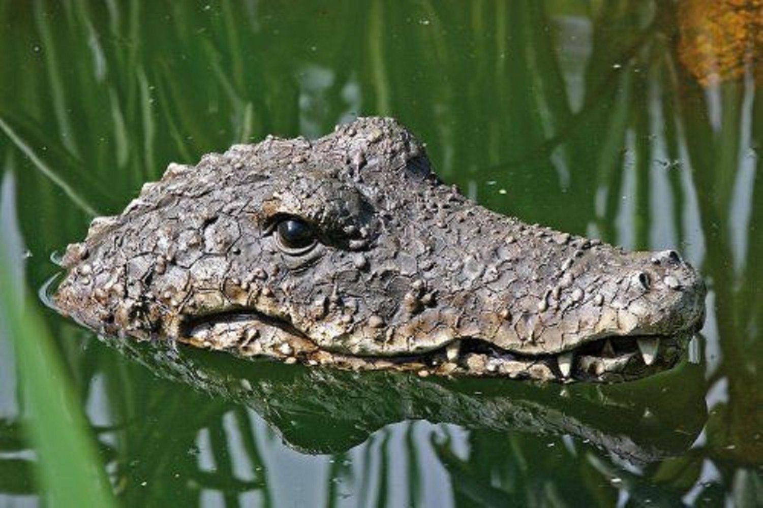 Meinposten Schwimmtier Yoshi Krokodil Schwimmtier Teich Teichfigur
