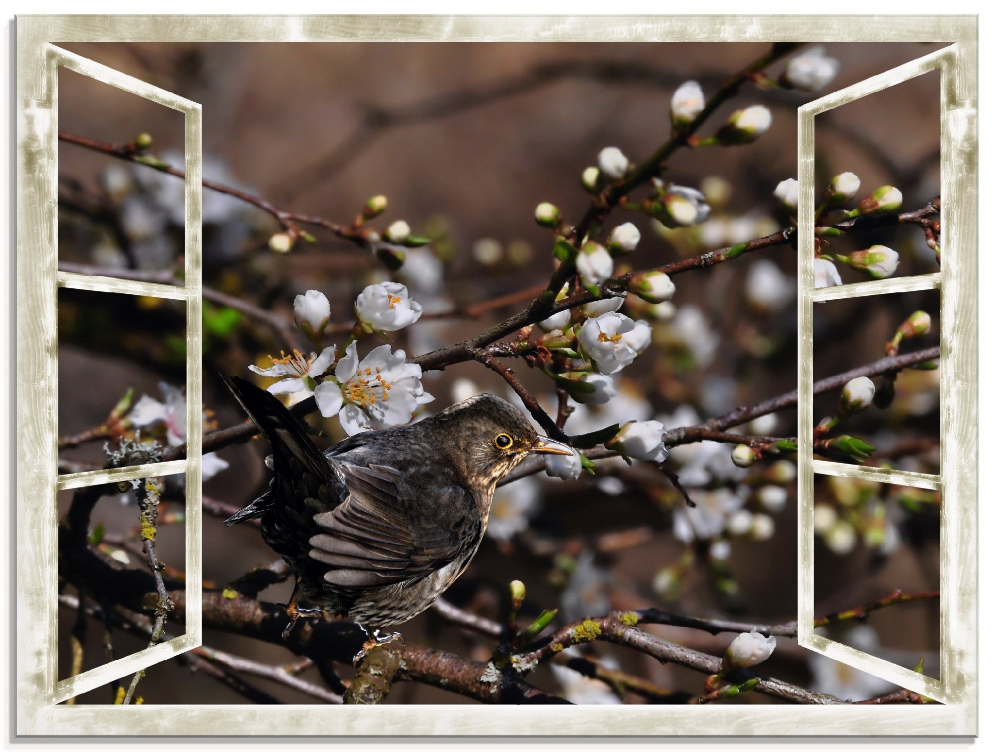mit verschiedenen Amsel, (1 Artland in Größen St), Vögel - Glasbild Kirschblüten Fensterblick