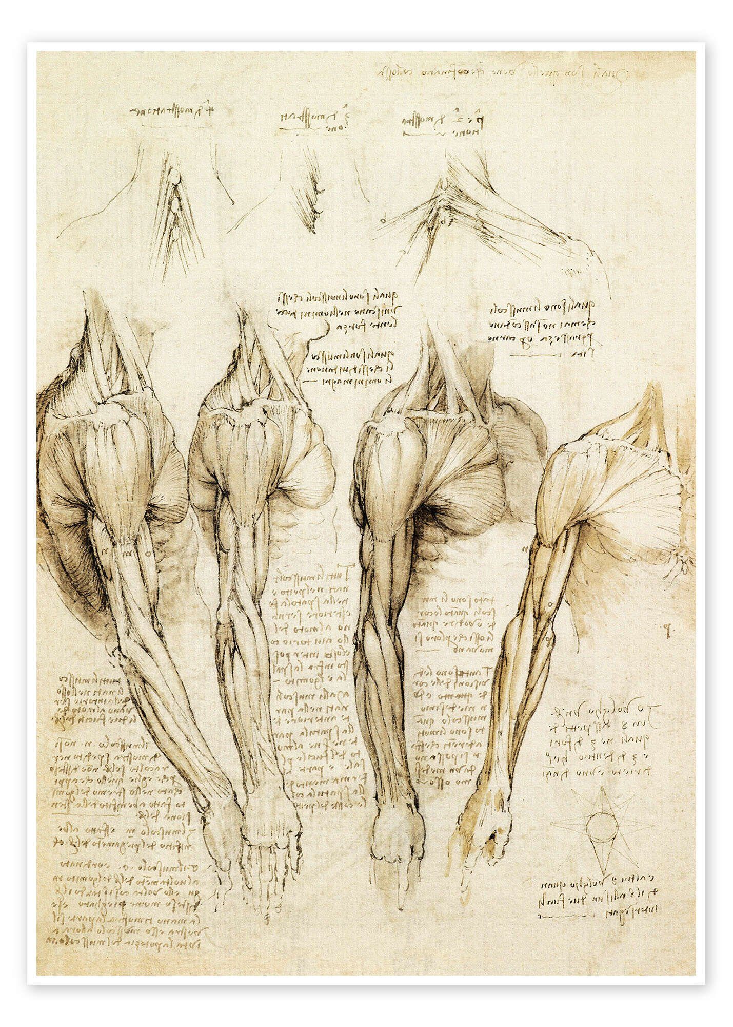 Posterlounge Wandbild Muskeln von Schulter, Arm und Hals, Leonardo da Vinci, erhältlich als Poster, Leinwandbild, Wandsticker oder Acrylglasbild