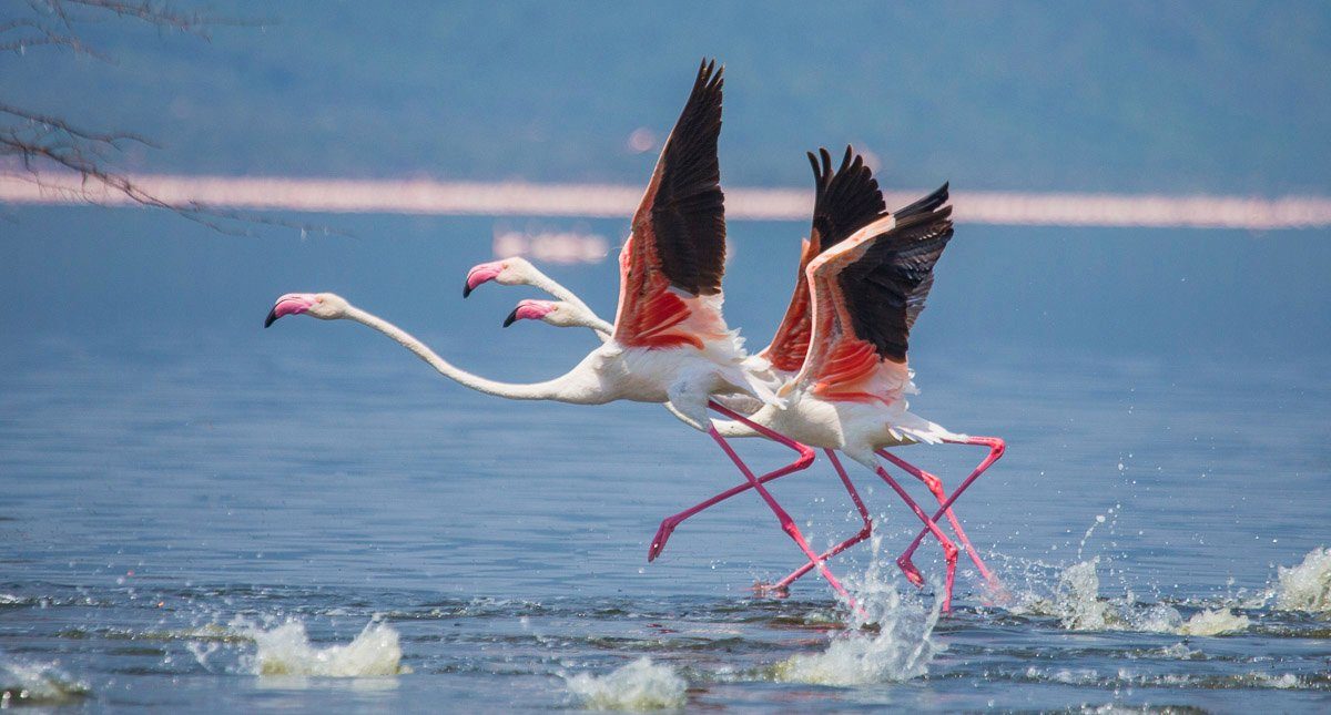Papermoon Fototapete Flamingos heben ab