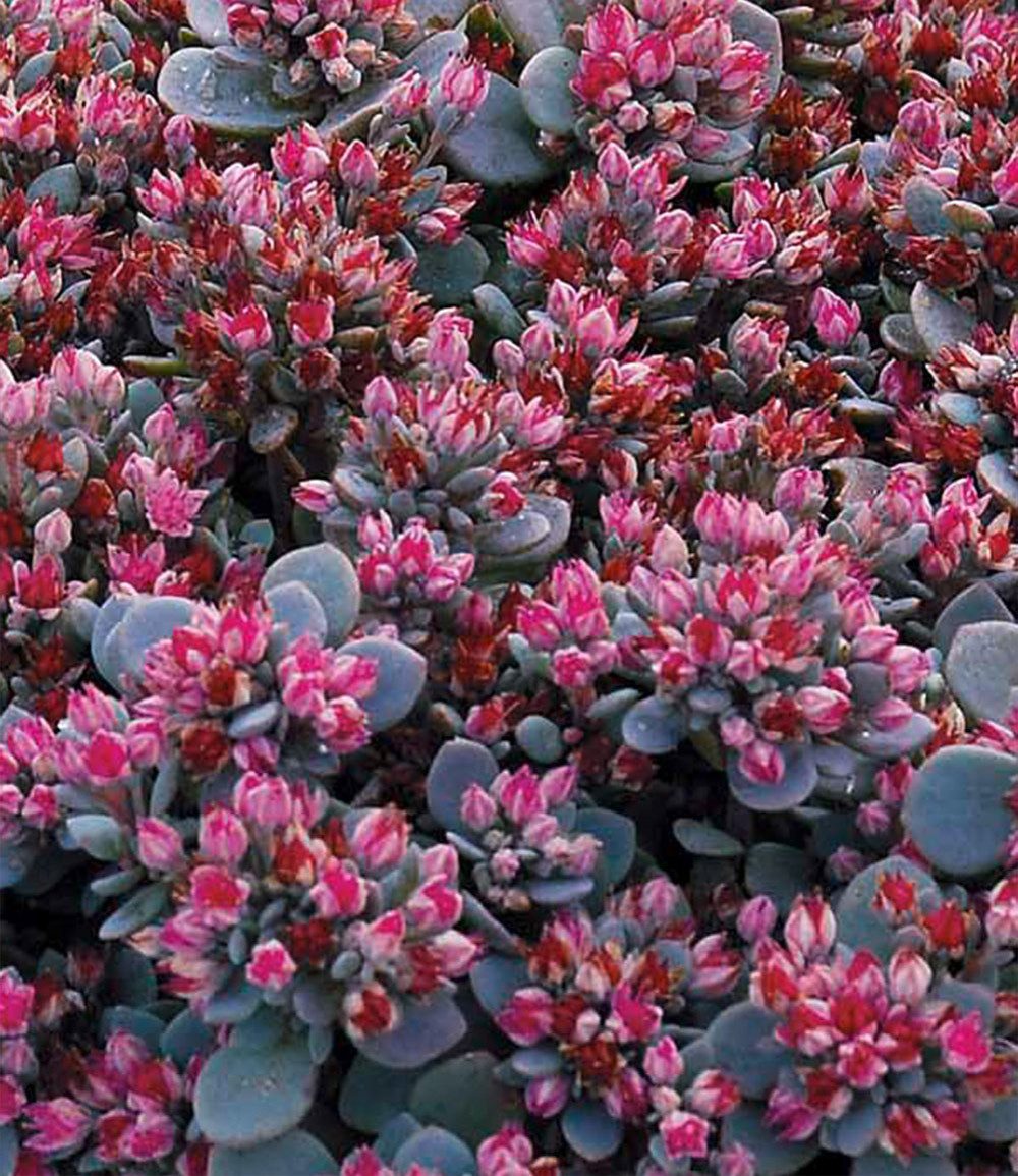 BALDUR Garten Bodendecker Sedum Sun Sparkler® 'Sedoro Blue Elf', 2 St., Steingartenpflanze,winterhart, mehrjährig,duftend – Bild 3 von 3