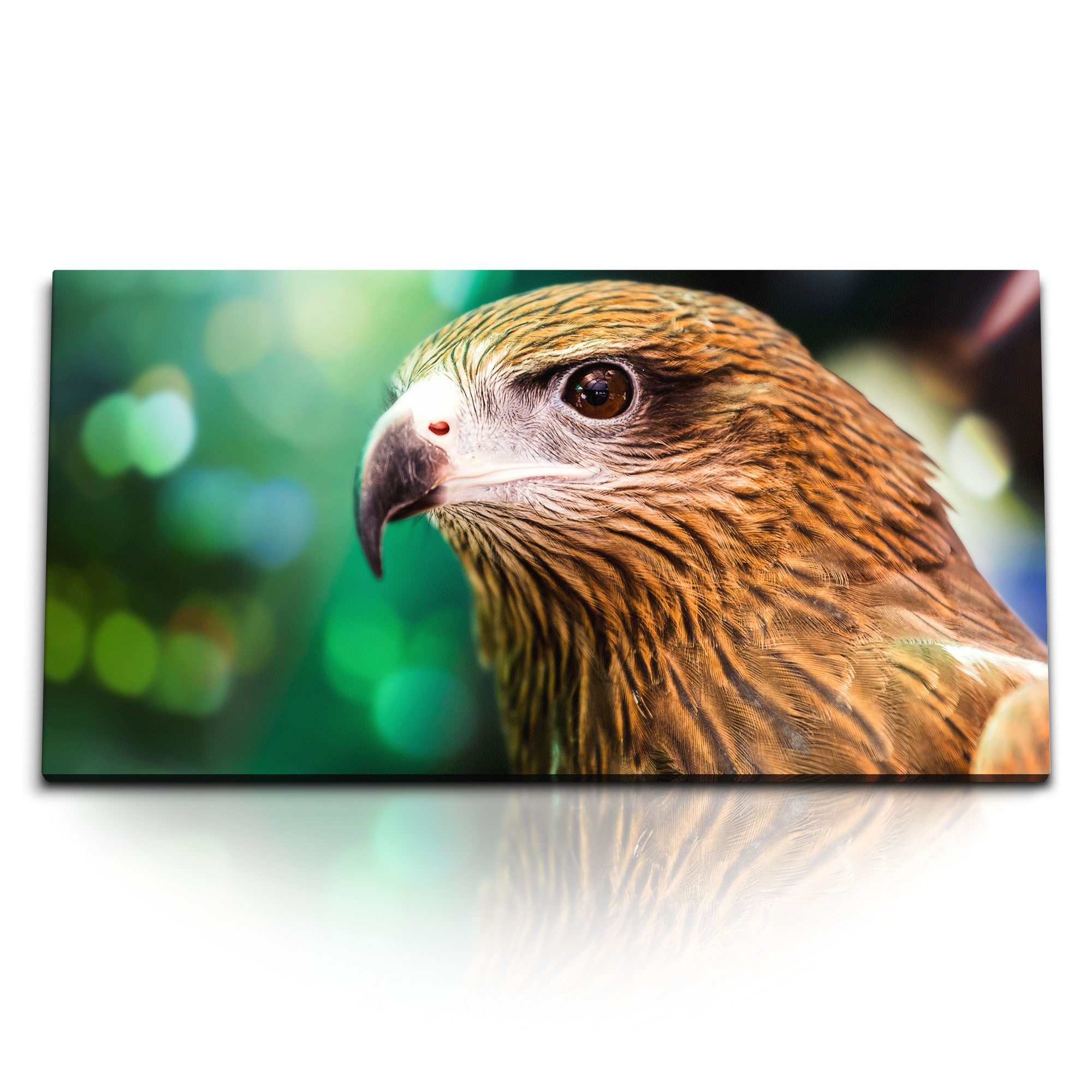 Leinwandbild Kunstdruck Bilder 120x60cm Brahminenweih Greifvogel Raubvogel Tierfoto