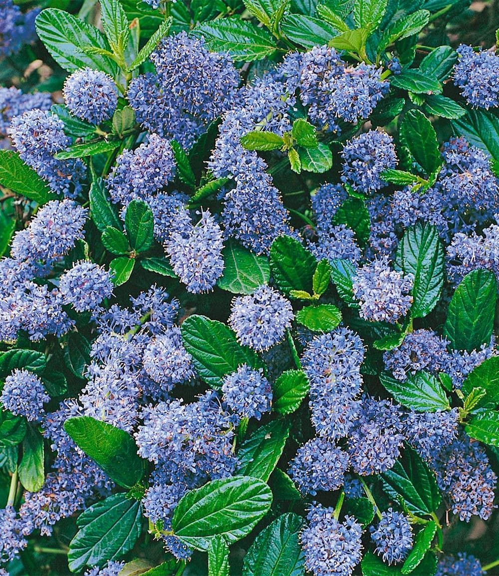 BALDUR Garten Zierstrauch Blauer Ceanothus 'Blue Mound', 1 St., Schmetterlinge, immergrün, winterhart, pflegeleicht