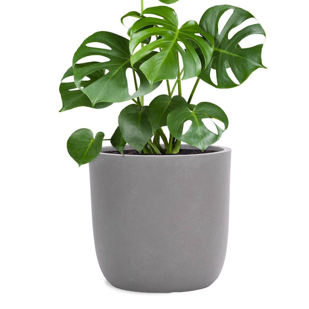 Pflanzwerk® Pflanzkübel CUP Premium Fiberglas Blumenkübel Frostbeständig mit Lotus-Effekt, Lotus-Effekt - Handgefertigt - Rund - Frostbeständig