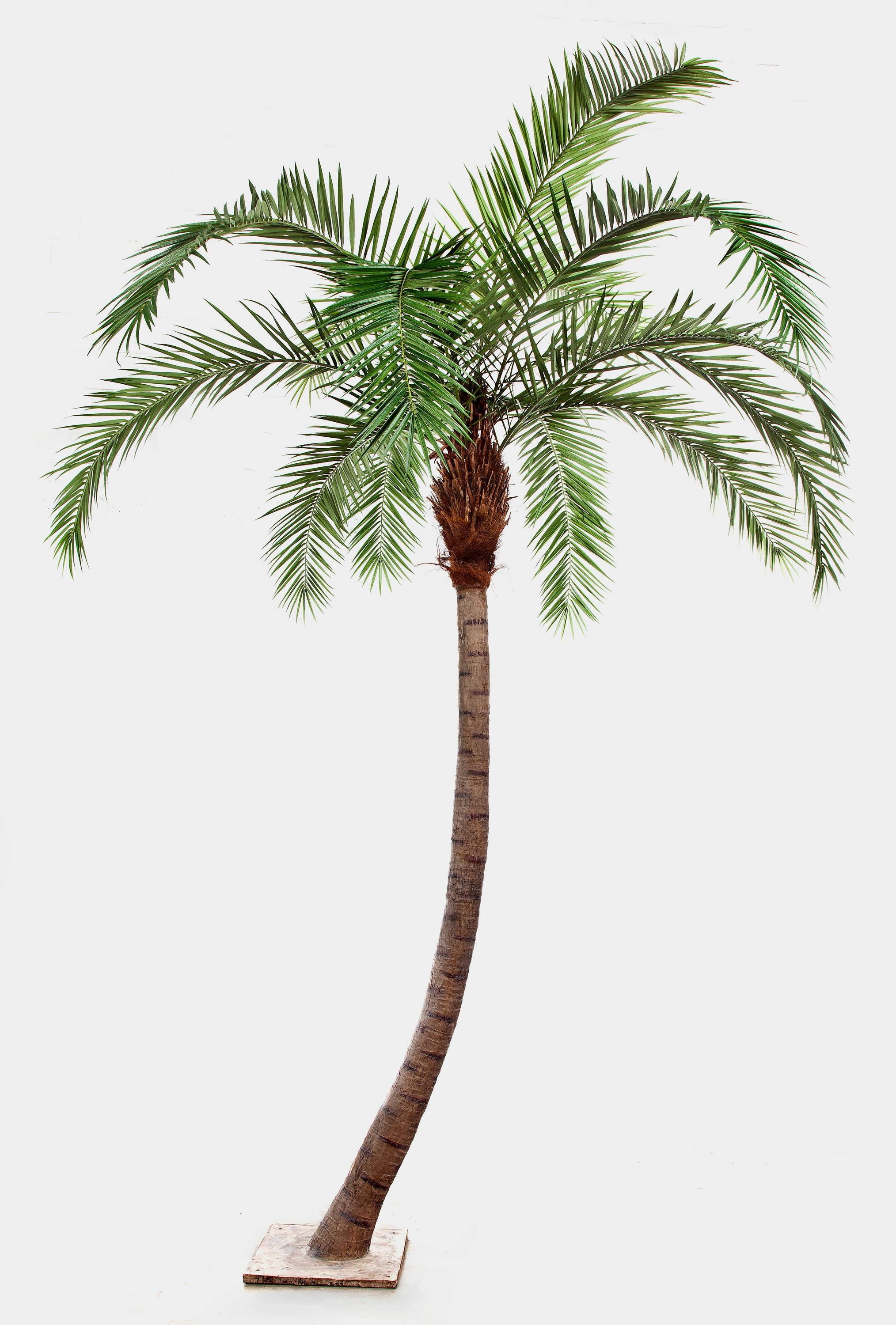 Kunstpalme Künstliche Phönix Palme, gebogener Stamm, Deluxe, 360cm Dattelpalme, artplants, Höhe 360.0 cm