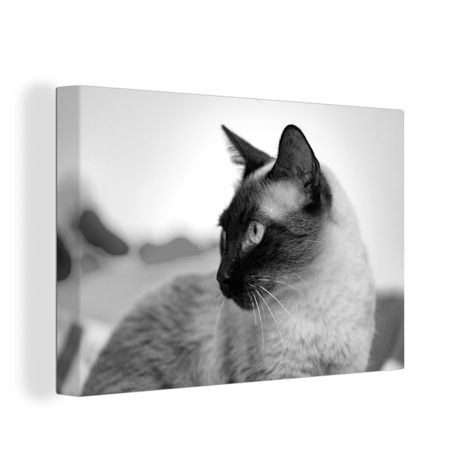 OneMillionCanvasses® Leinwandbild Siamkatze - schwarz und weiß, (1 St), Wandbild Leinwandbilder, Aufhängefertig, Wanddeko, 30x20 cm