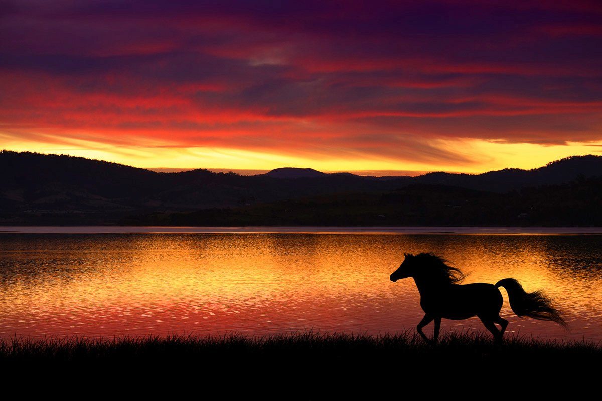 Papermoon Fototapete Pferd in landschaft