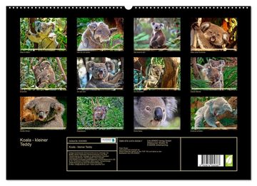 CALVENDO Wandkalender Koala - kleiner Teddy (Premium, hochwertiger DIN A2 Wandkalender 2023, Kunstdruck in Hochglanz)