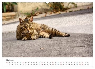 CALVENDO Wandkalender Geliebte Stubentiger - Katzen im Alltag (Premium, hochwertiger DIN A2 Wandkalender 2023, Kunstdruck in Hochglanz)