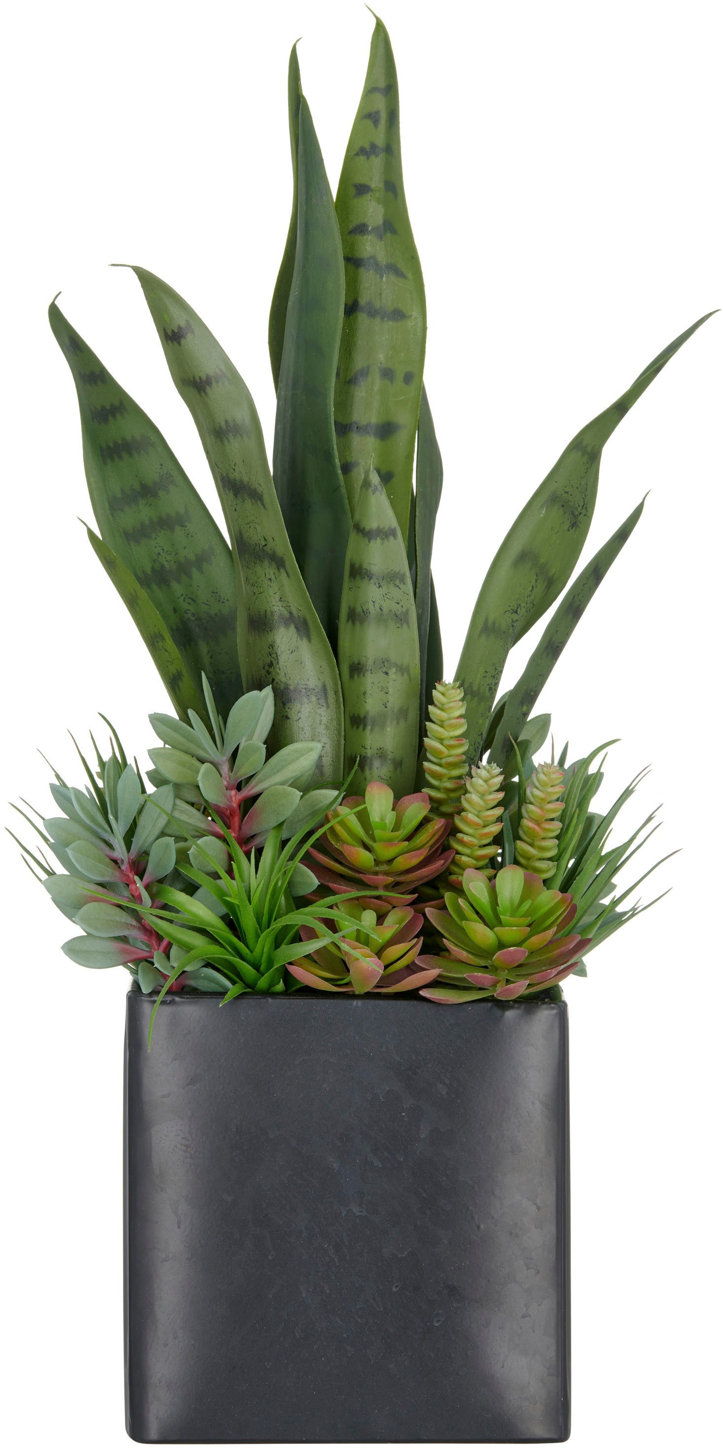 Kunstpflanze Arrangement aus Sukkulenten, Creativ green, Höhe 55 cm, mit ve günstig online kaufen