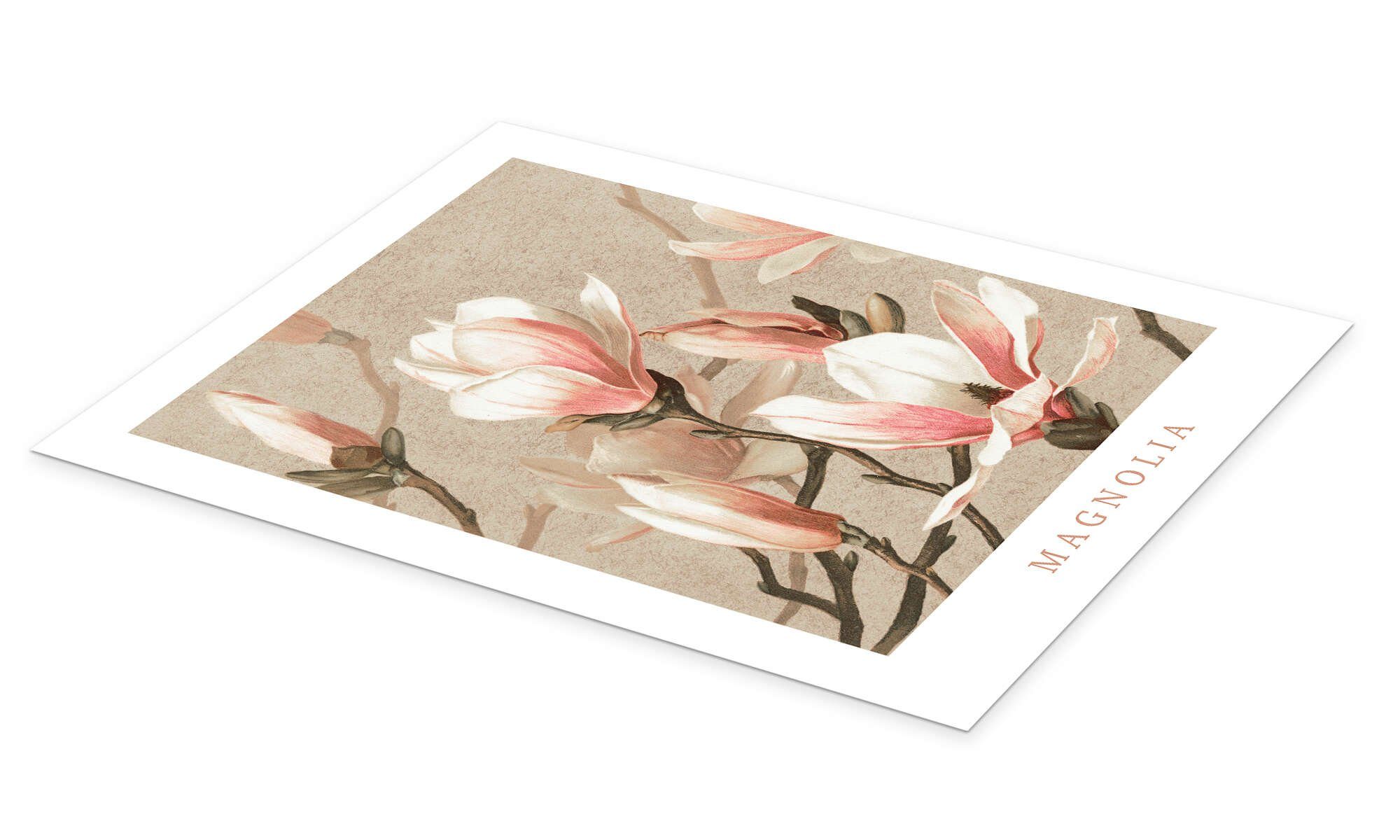 Posterlounge Wandbild Magnolia, Vintage Educational Collection, erhältlich günstig online kaufen