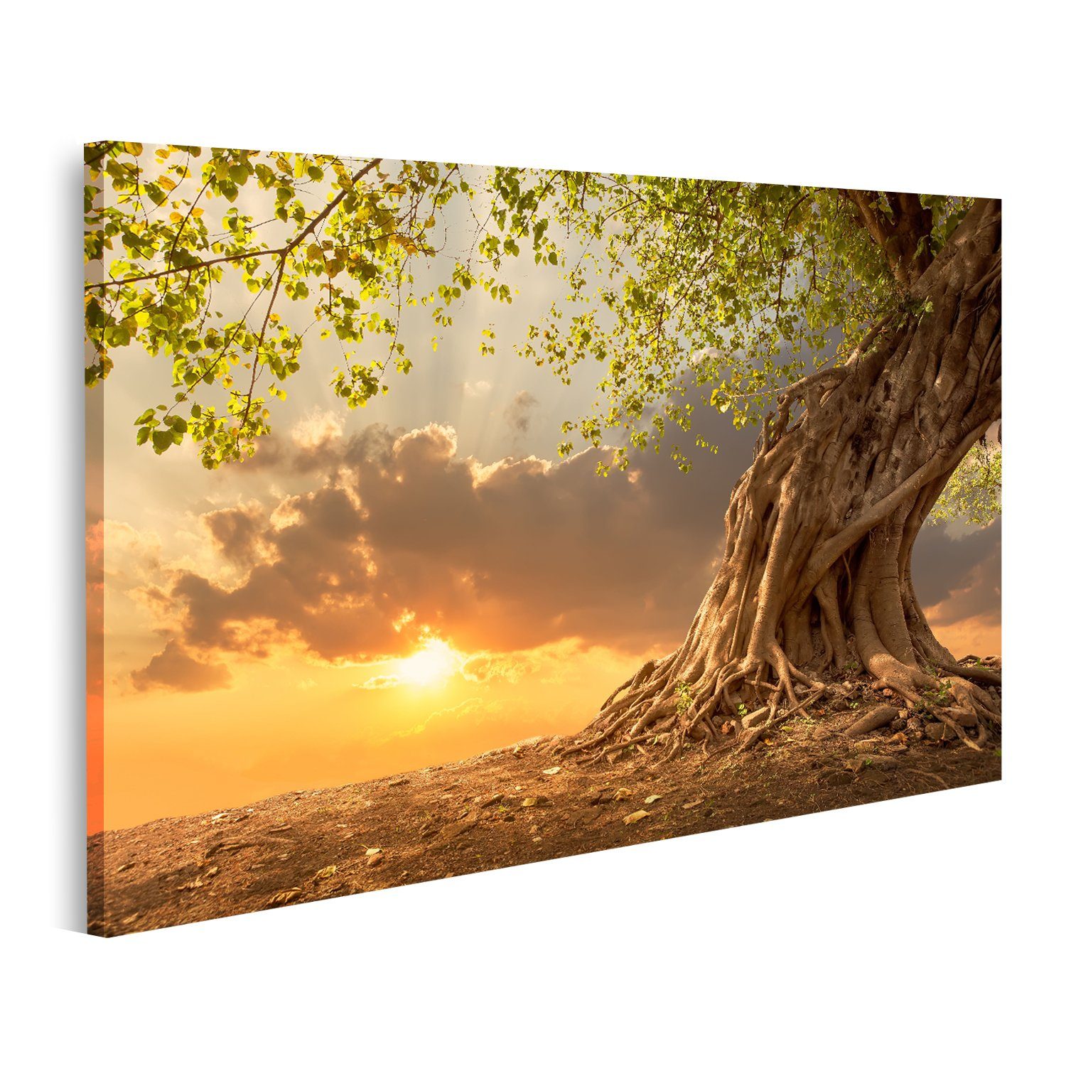 islandburner Leinwandbild Bild auf Leinwand Schöner Baum bei Sonnenuntergang Lebendiges Orange m