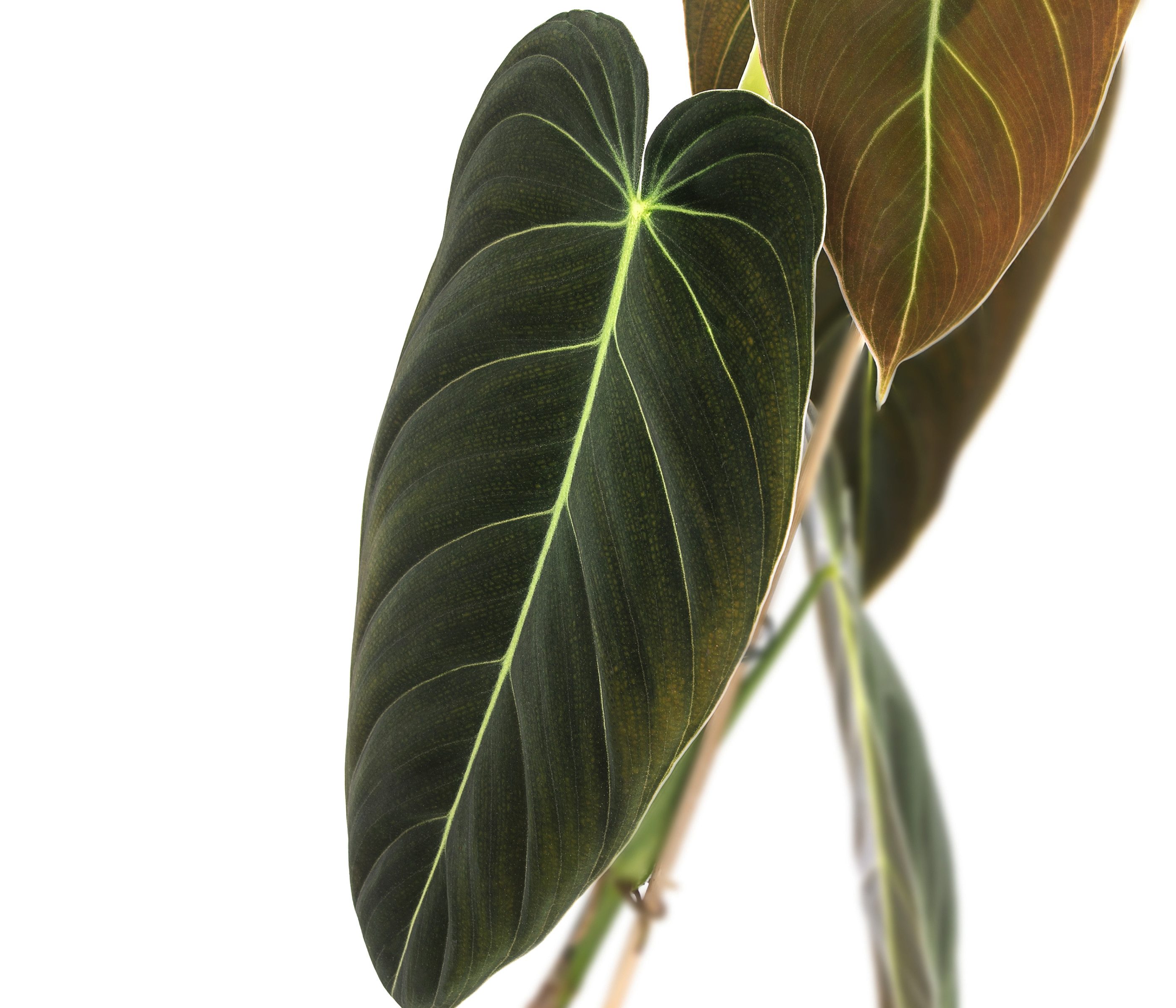 Dehner Zimmerpflanze Schwarzgoldener Baumfreund, Philodendron melanochrysum, Rarität, kletternde Zimmerpflanze mit samtigem Laub – Bild 3 von 3