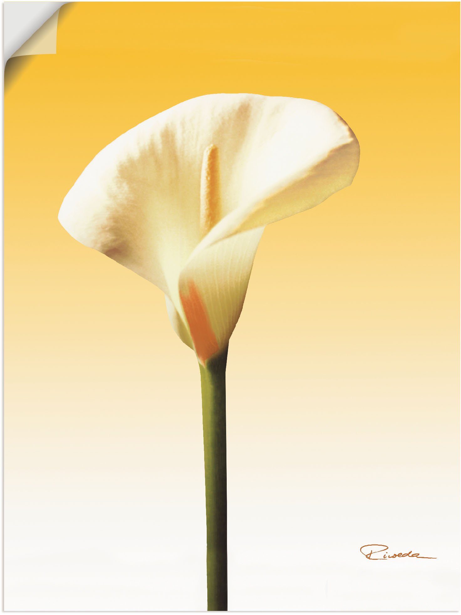 Artland Wandbild Sonnenschein Calla (1 Blumenbilder Leinwandbild, versch. Größen als Alubild, Wandaufkleber Poster II, St), in oder