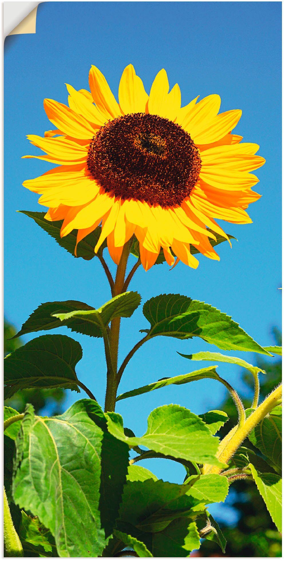 Alubild, Poster Größen in versch. Artland St), Wandaufkleber Leinwandbild, Wandbild Sonnenblume, Blumen oder als (1