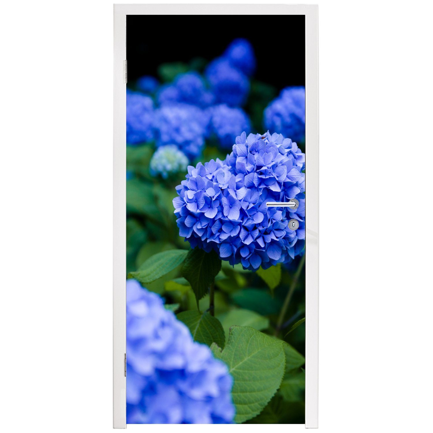 75x205 Türtapete Nahaufnahme St), Türaufkleber, Hortensienblüten, MuchoWow Tür, für Matt, blaue cm (1 Fototapete bedruckt,