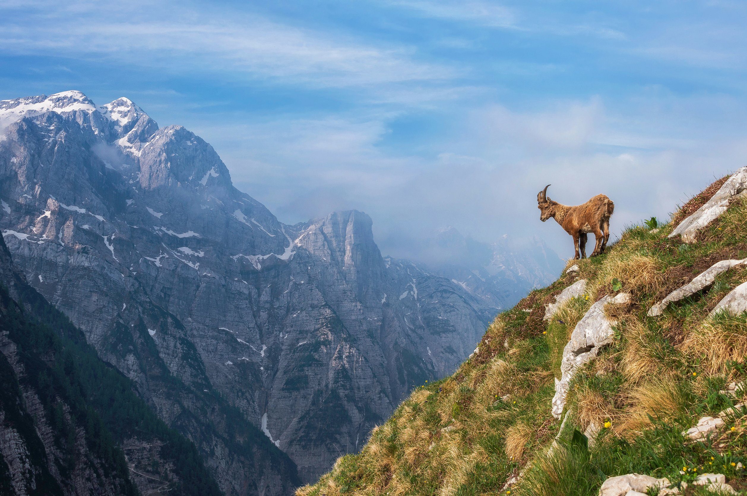 Papermoon Fototapete Photo-Art ALES KRIVEC, ALPINE IBEX IN DEN BERGEN | Fototapeten