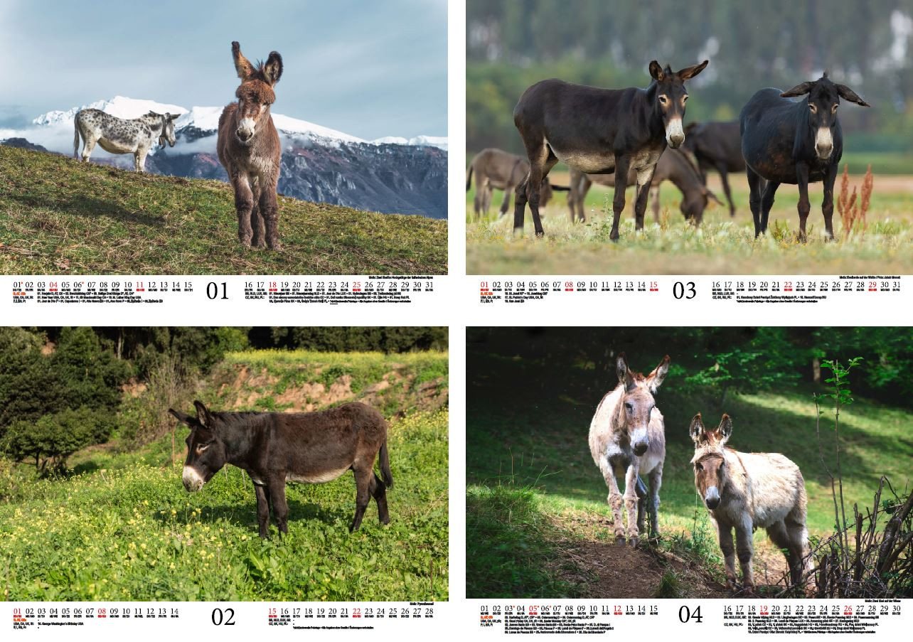 Thumbnail - Seelenzauber Wandkalender Eselzauber DIN A4 Kalender für 2026 Esel - Seelenzauber