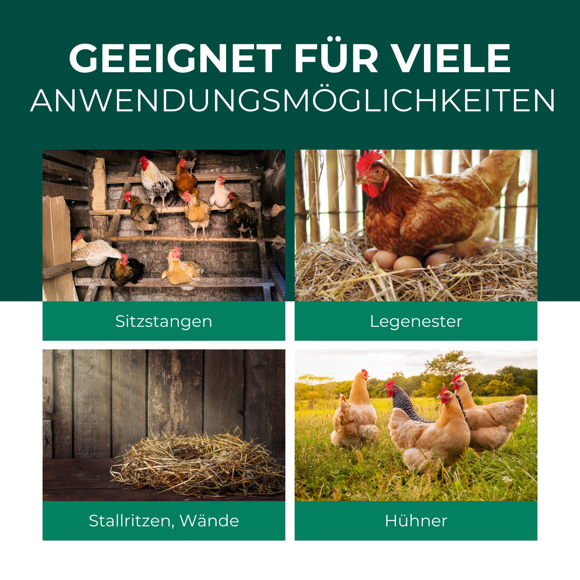 Silberkraft Insektenspray Silberkraft Milbenspray Hühner, Effektiver Schutz vor Milbenbefall, 500 ml, Anti Milben Spray, wirkt auch gegen die rote Vogelmilbe, 1-St., Schützt Hühner vor einem Milbenbefall, Langzeitschutz gegen rote Vogelmilben, Einfache Anwendung