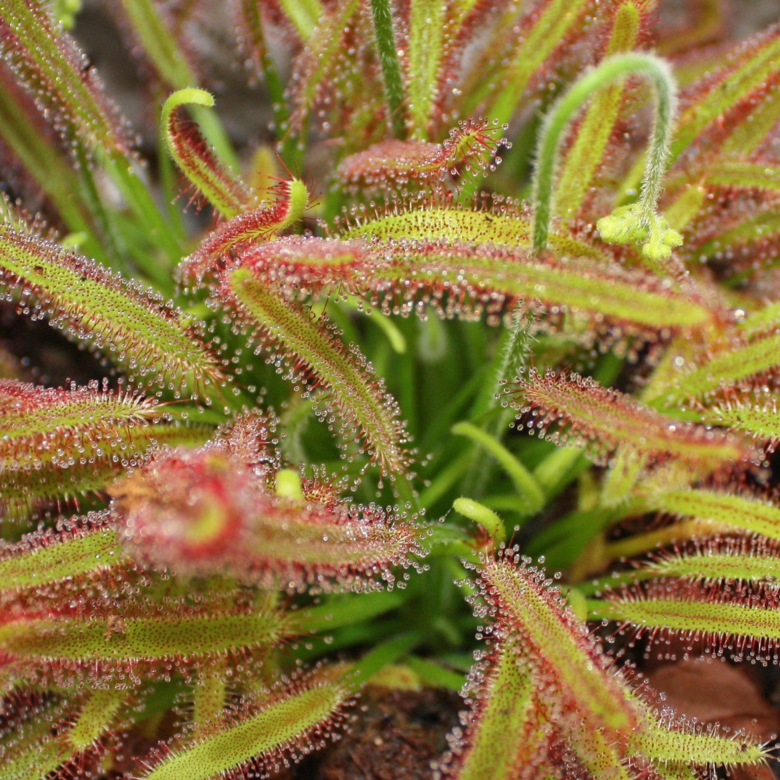 Exotenherz Zimmerpflanze Sonnentau - Drosera capensis - 9cm Topf günstig online kaufen