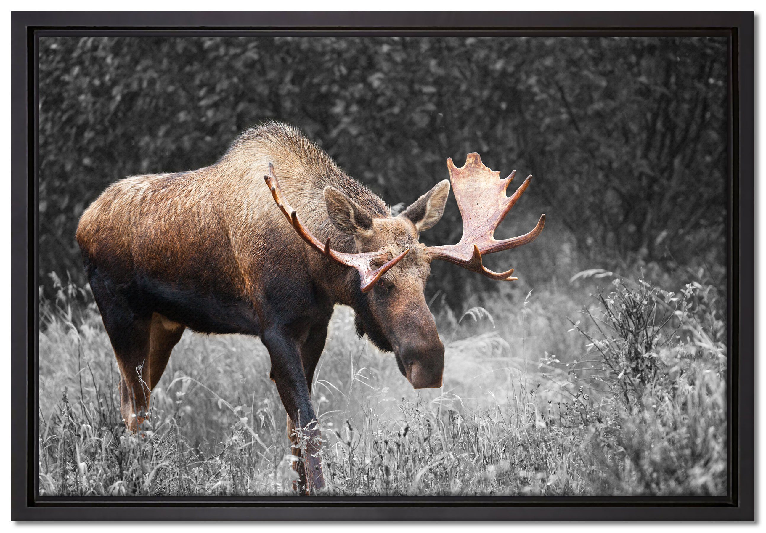 Pixxprint Leinwandbild prächtiger Elch auf Wiese, Wanddekoration (1 St), Leinwandbild fertig bespannt, in einem Schattenfugen-Bilderrahmen gefasst, inkl. Zackenaufhänger