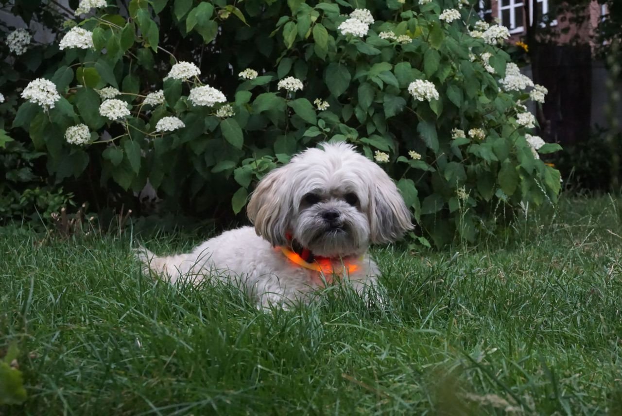 Thumbnail - Nobby Hundehalsbandleuchte Nobby LED Leuchthalsband Visible gelb