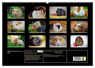 CALVENDO Wandkalender Meerschweinchen - so süß (Premium, hochwertiger DIN A2 Wandkalender 2023, Kunstdruck in Hochglanz)