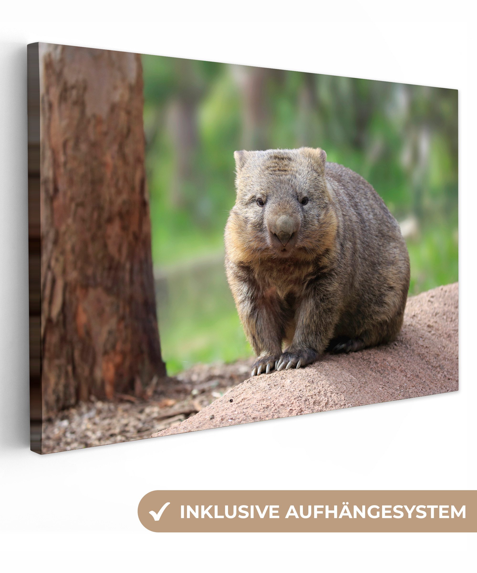 OneMillionCanvasses® Leinwandbild Ein Wombat sitzt auf einem Baumstamm, Fotodruck (1 St), Leinwand Bilder Klein, Wand Dekoration Aesthetic 30x20 cm