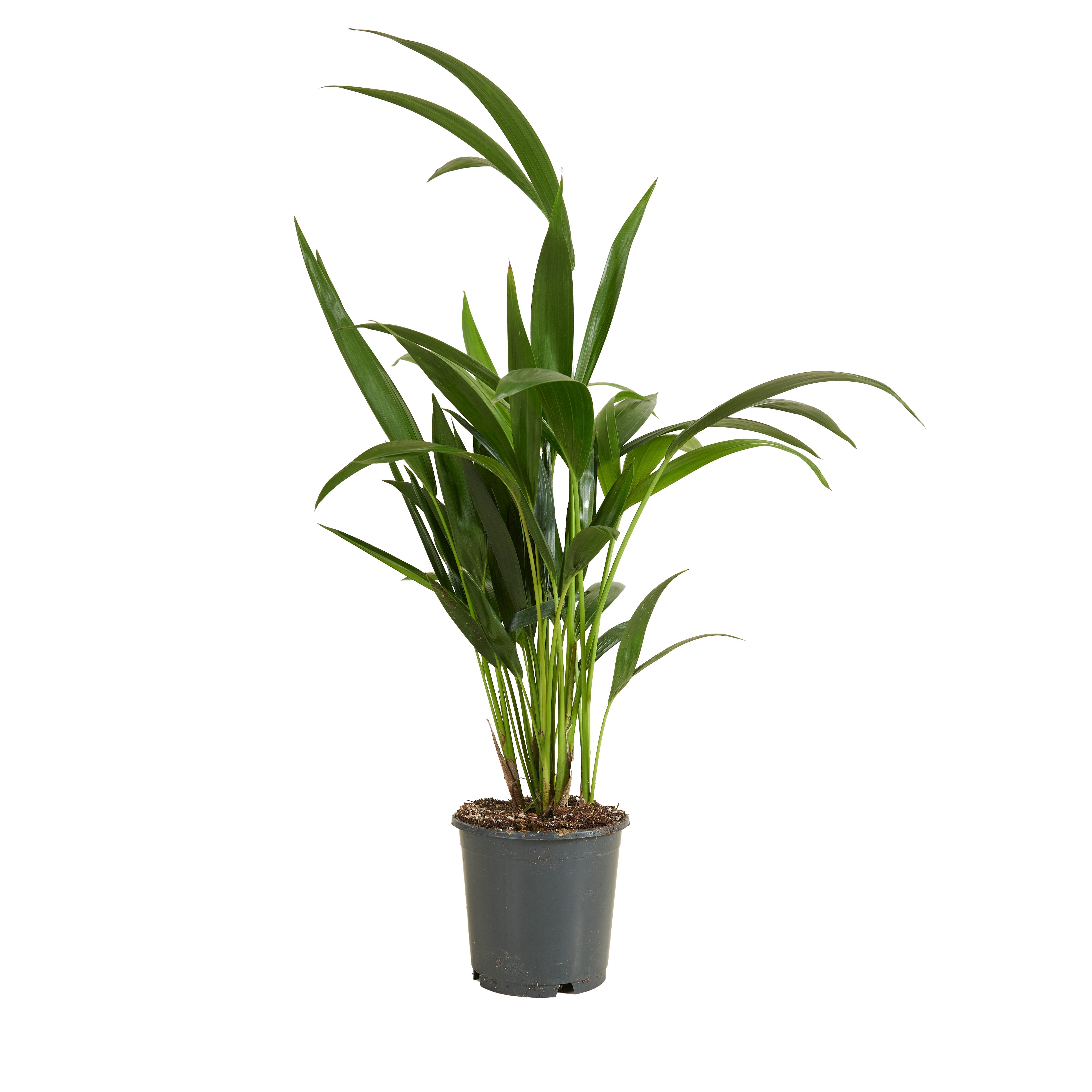 Bloomique Zimmerpflanze Bloomique - Howea Forsteriana - Kentiapalme - Zimmerpflanzen - Luftrei, 1 St.