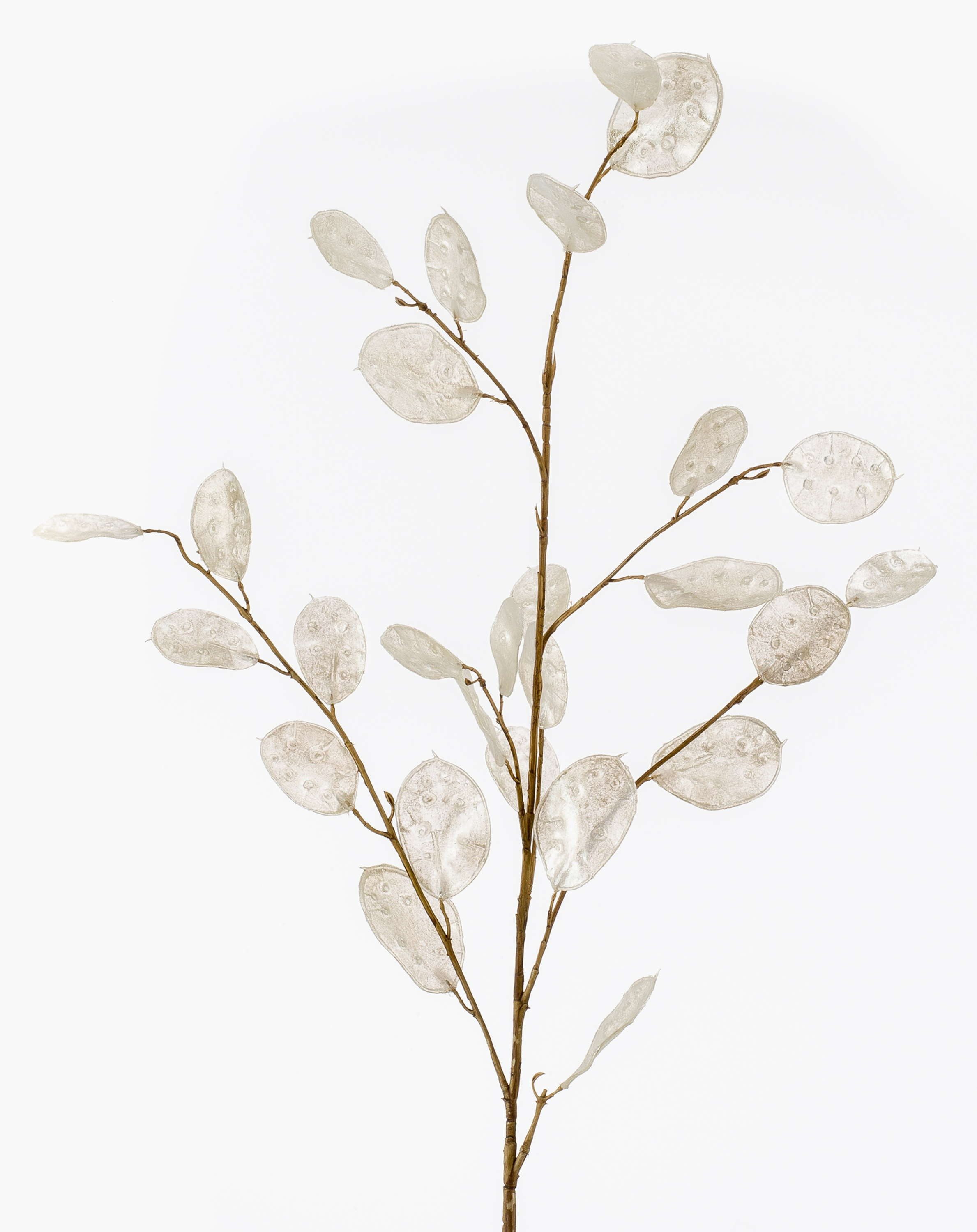 Kunstzweig Dekozweig Lunaria Zweig BUELNA, Creme, 105cm Silberblatt, artplants, Höhe 105.0 cm