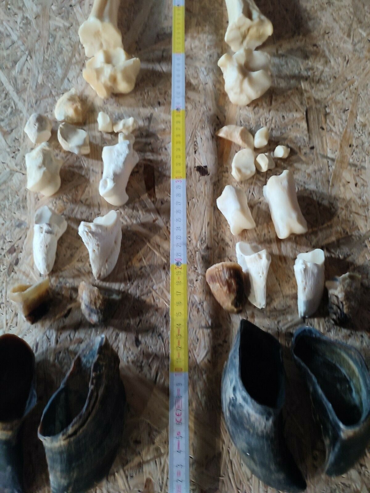 Bastelnaturmaterial HUFE UNTERE BEINKNOCHEN KNOCHEN EINER KUH PRÄPARIERT