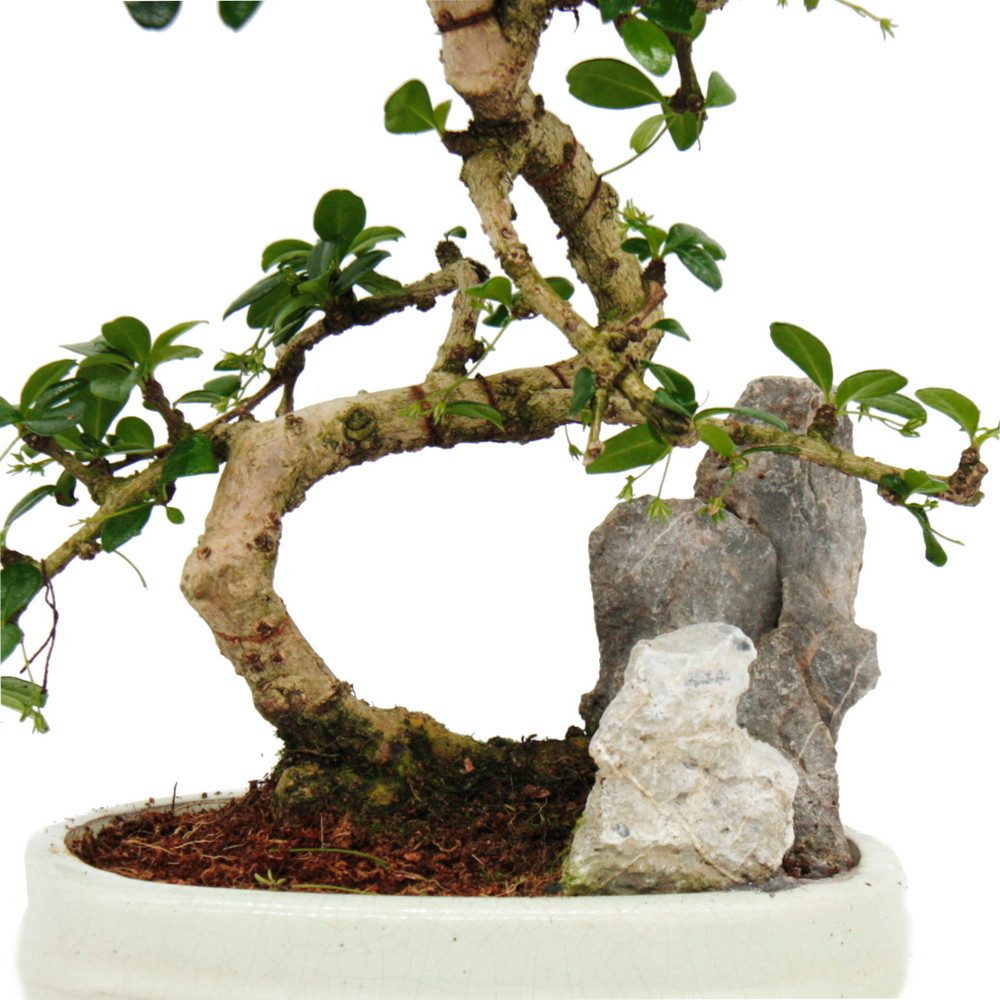 Exotenherz Zimmerpflanze Bonsai Fukientee Carmona microphylla Felslandschaf günstig online kaufen