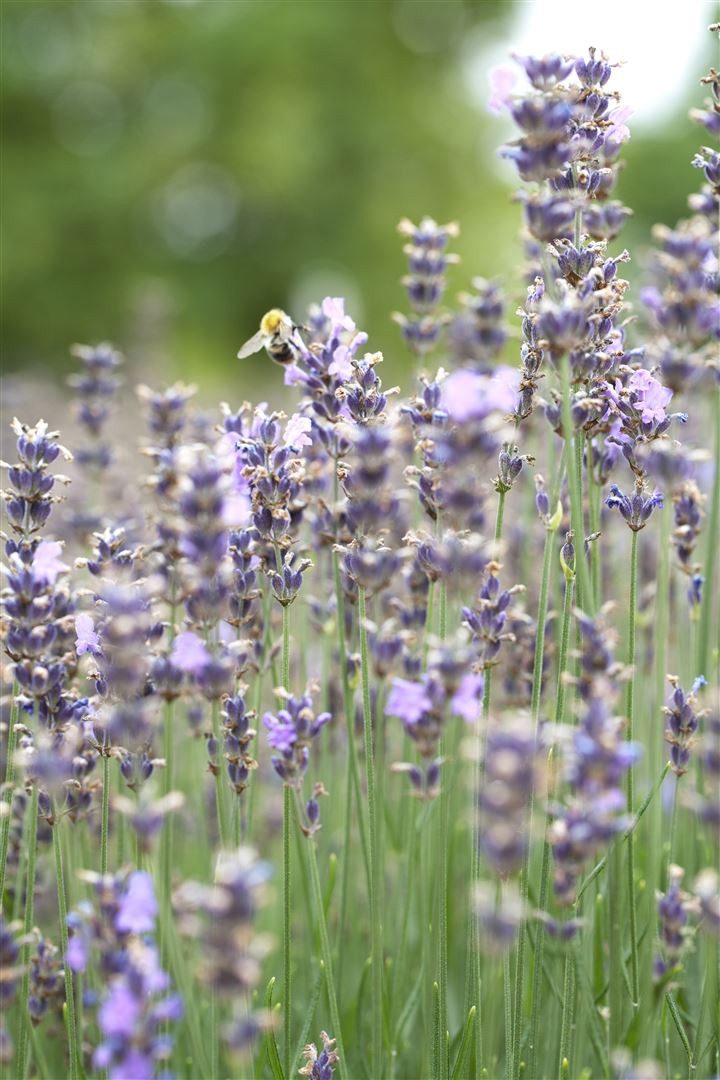 Pflanzen für Dich Staude Lavandula ang. Munstead, 1 St., Lavendel, Echter Lavendel, Schmalblättriger Lavendel
