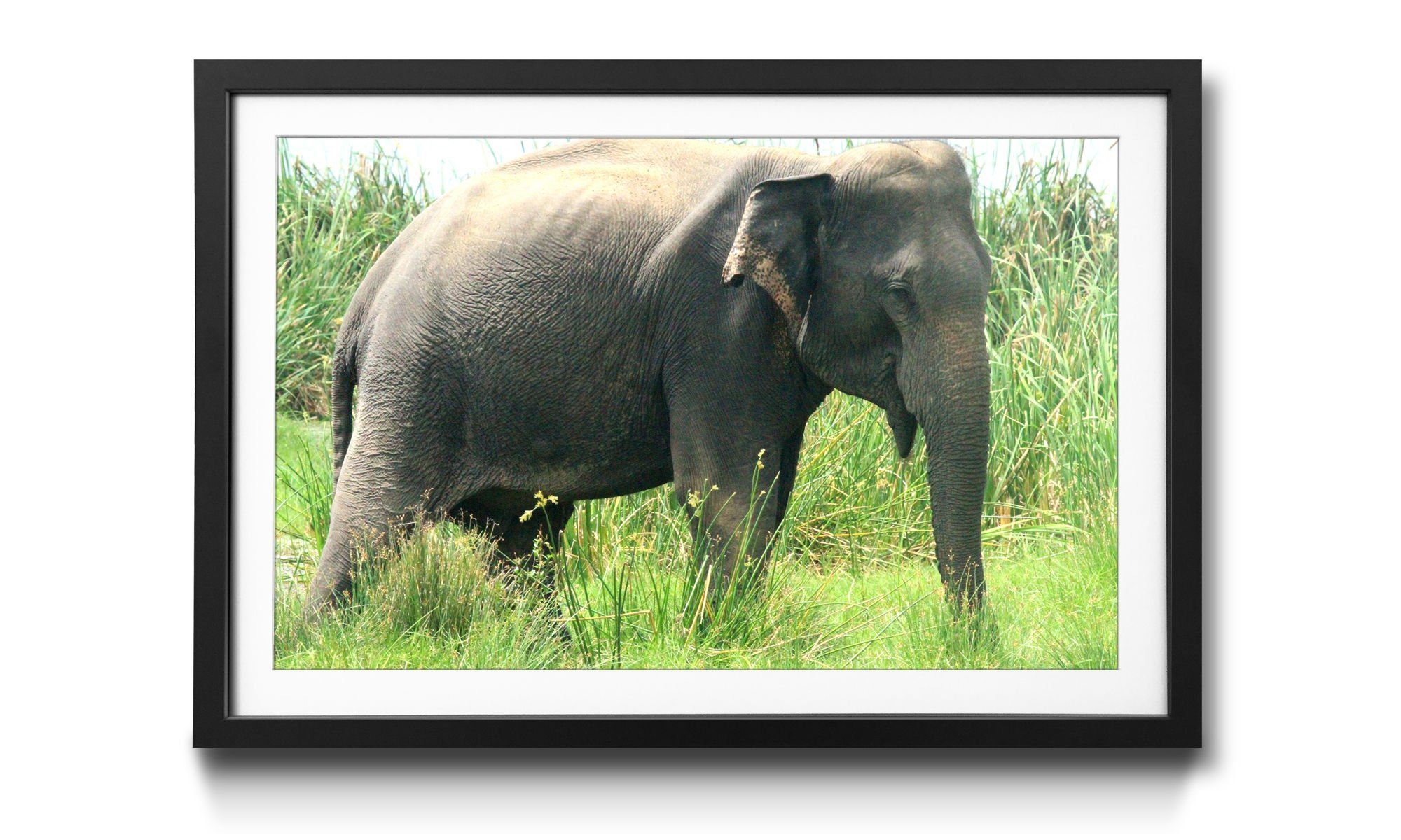 WandbilderXXL Bild mit Rahmen Old Elephant, Elefant, Wandbild, in 4 Größen erhältlich