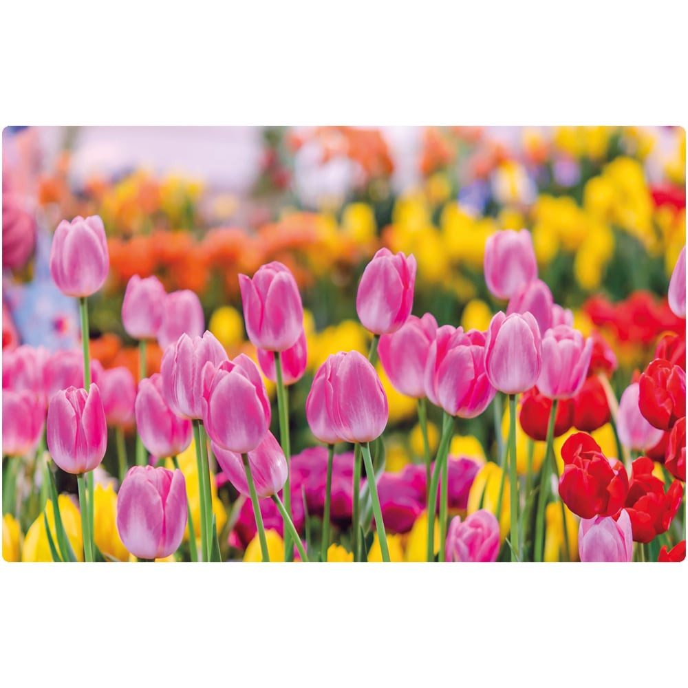 matches21 HOME & HOBBY Platzset Abwaschbares Tischset Sommer Tulpen Blumen günstig online kaufen