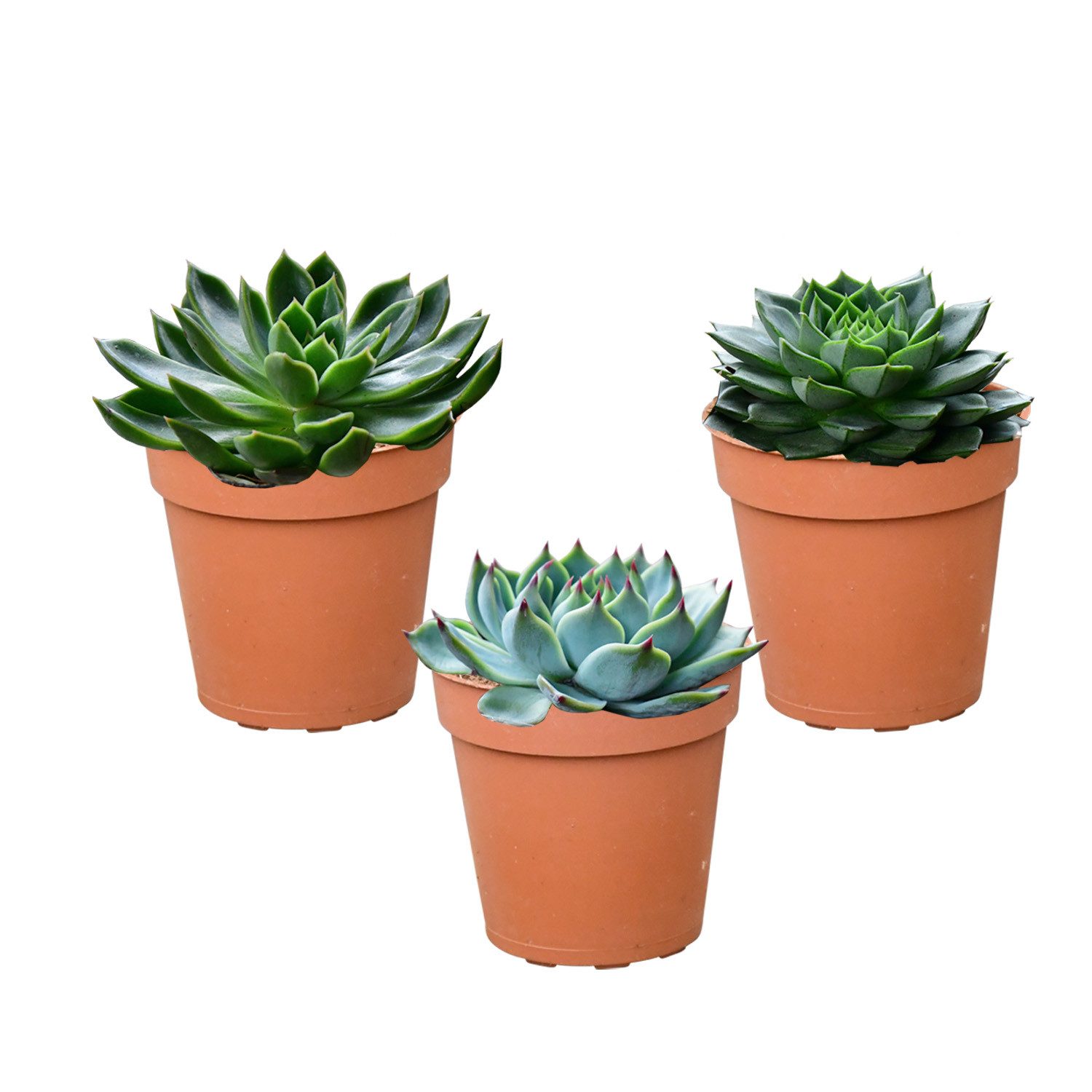 Green Me Up Sukkulente Babypflanze Trio Badezimmer Rosetten Sukkulenten