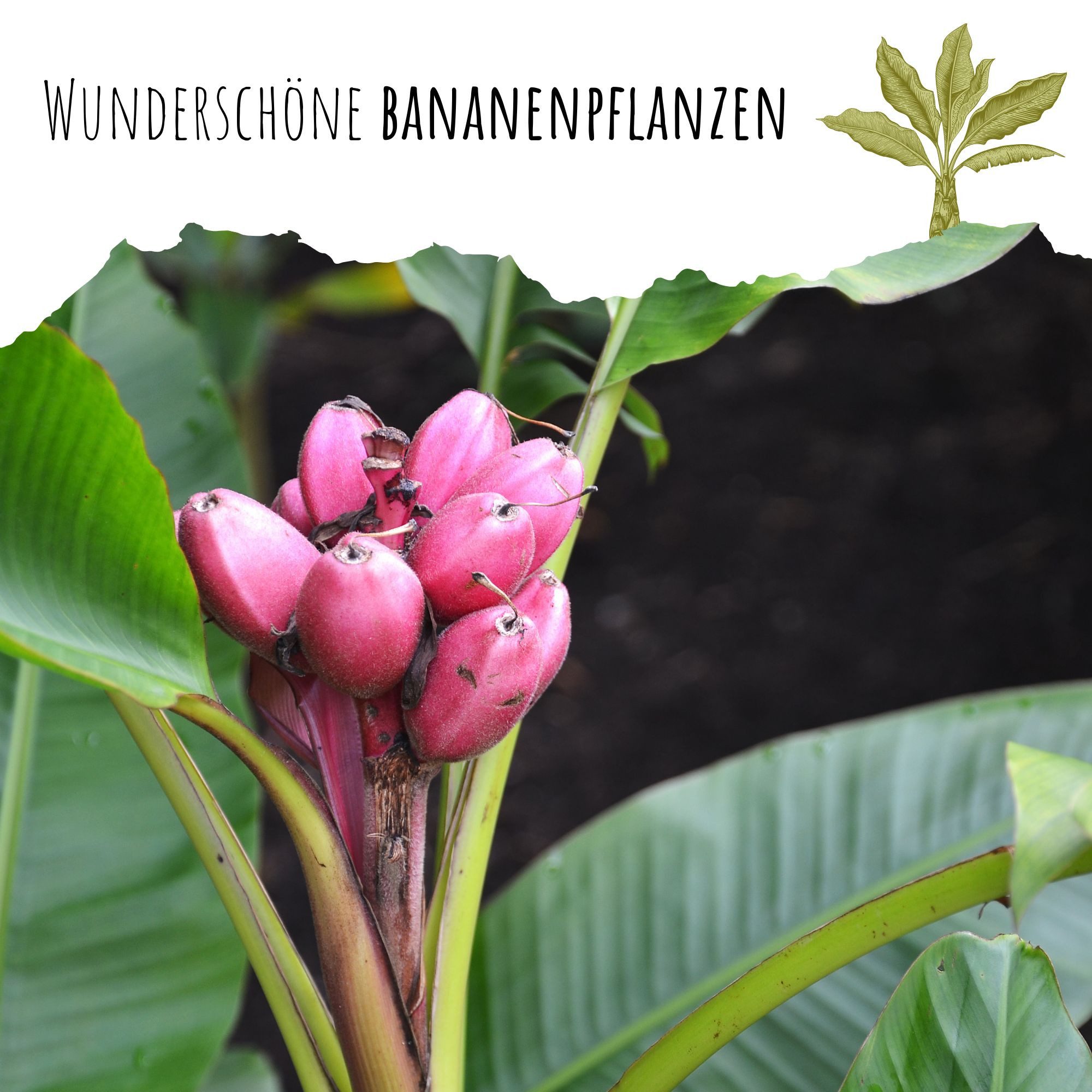 HappySeed Blumensamen Kenia Bananen Samen (Musa günstig online kaufen
