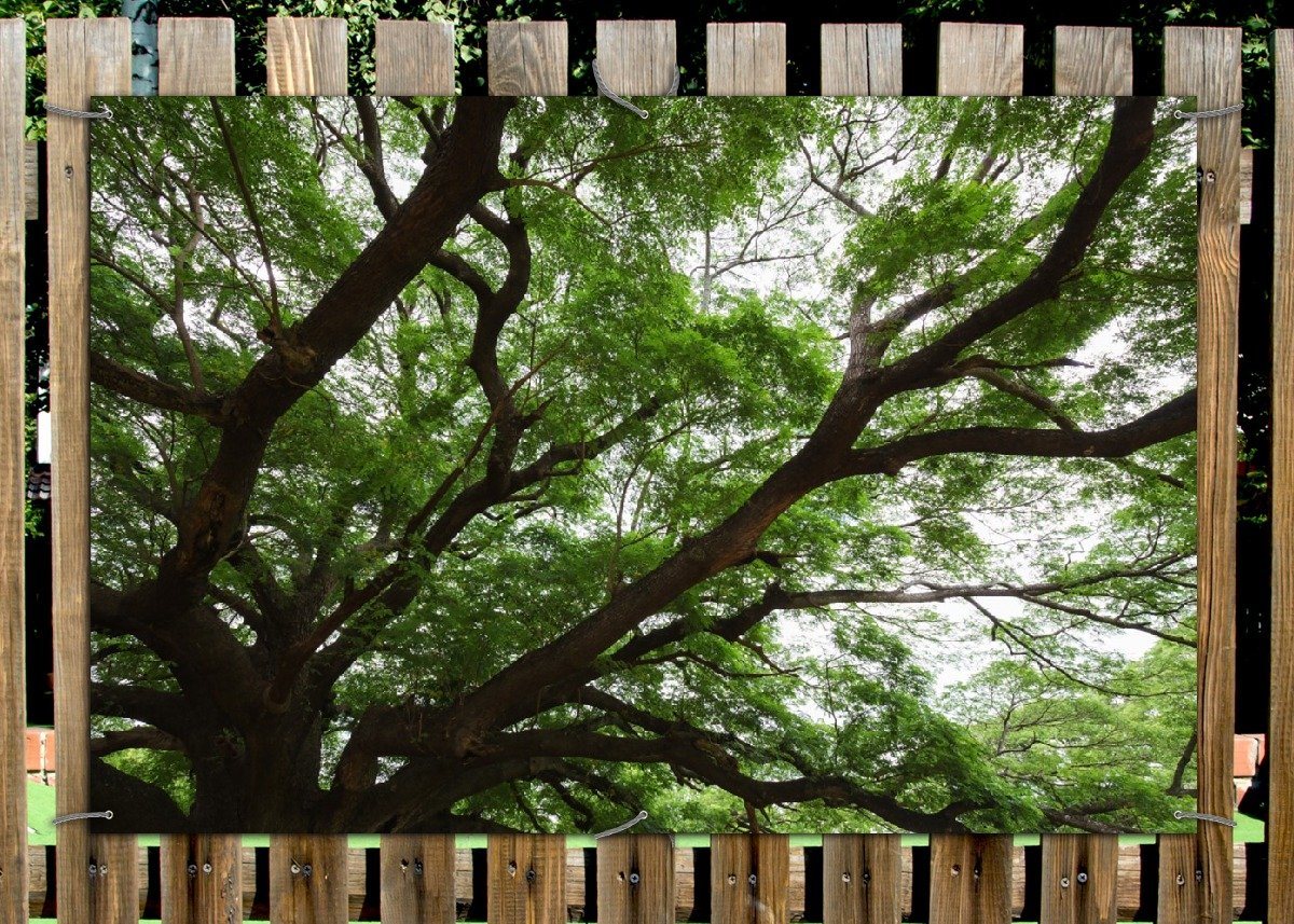 Thumbnail - Wallario Sichtschutzzaunmatten Gigantischer Regenbaum von unten