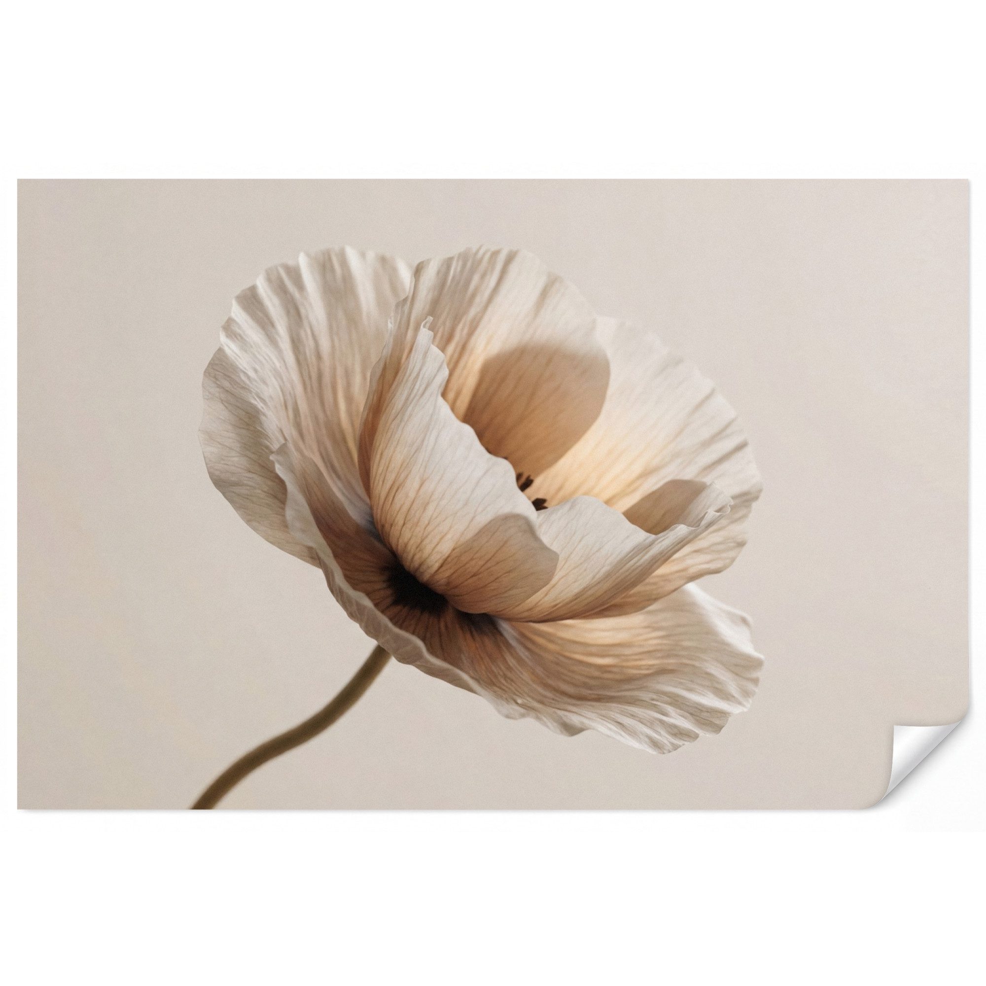 OnlyWow Fototapete Blume - Beige - Creme, Matt, bedruckt, Wohnzimmer, Modern, bedruckt, Vinyl Tapete 100x70cm