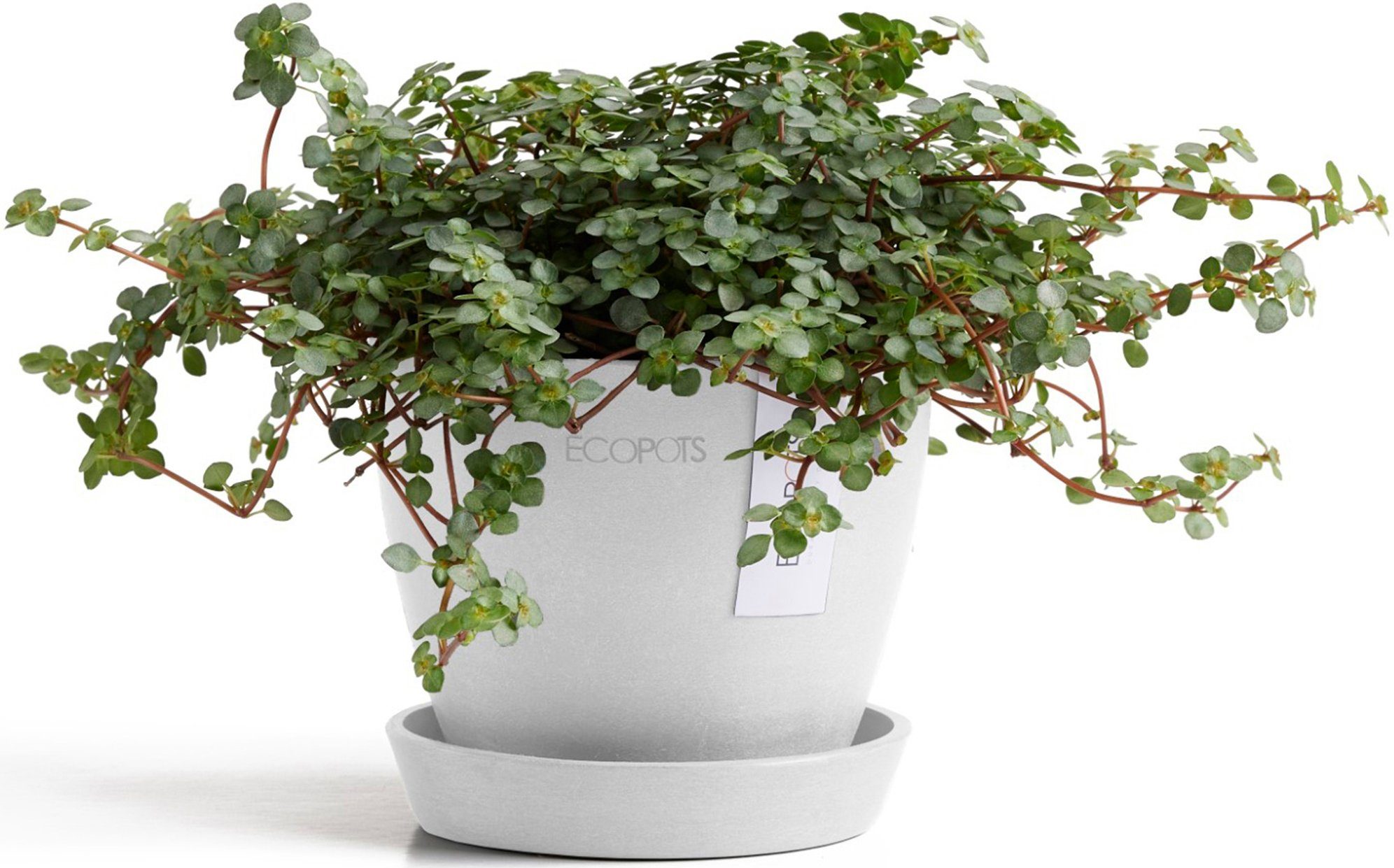 ECOPOTS Blumentopf Antwerp Mini 11 Weiß, für den Innenbereich