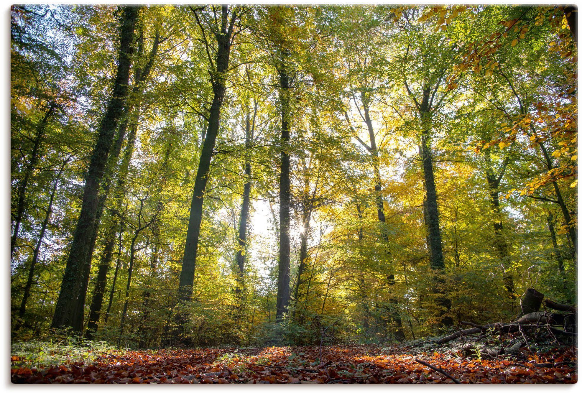 (1 Wandaufkleber Herbst, Wandbild als Größen Laubwald Waldbilder Alubild, St), Poster versch. oder Leinwandbild, in Artland zum