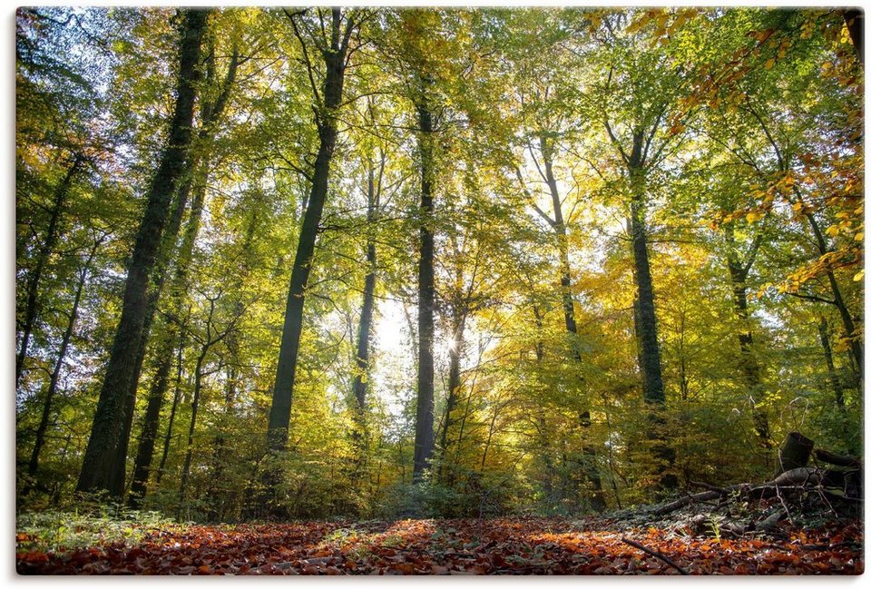 Artland Wandbild Laubwald zum Herbst, als Größen St), Leinwandbild, Poster (1 versch. Alubild, oder Wandaufkleber Waldbilder in