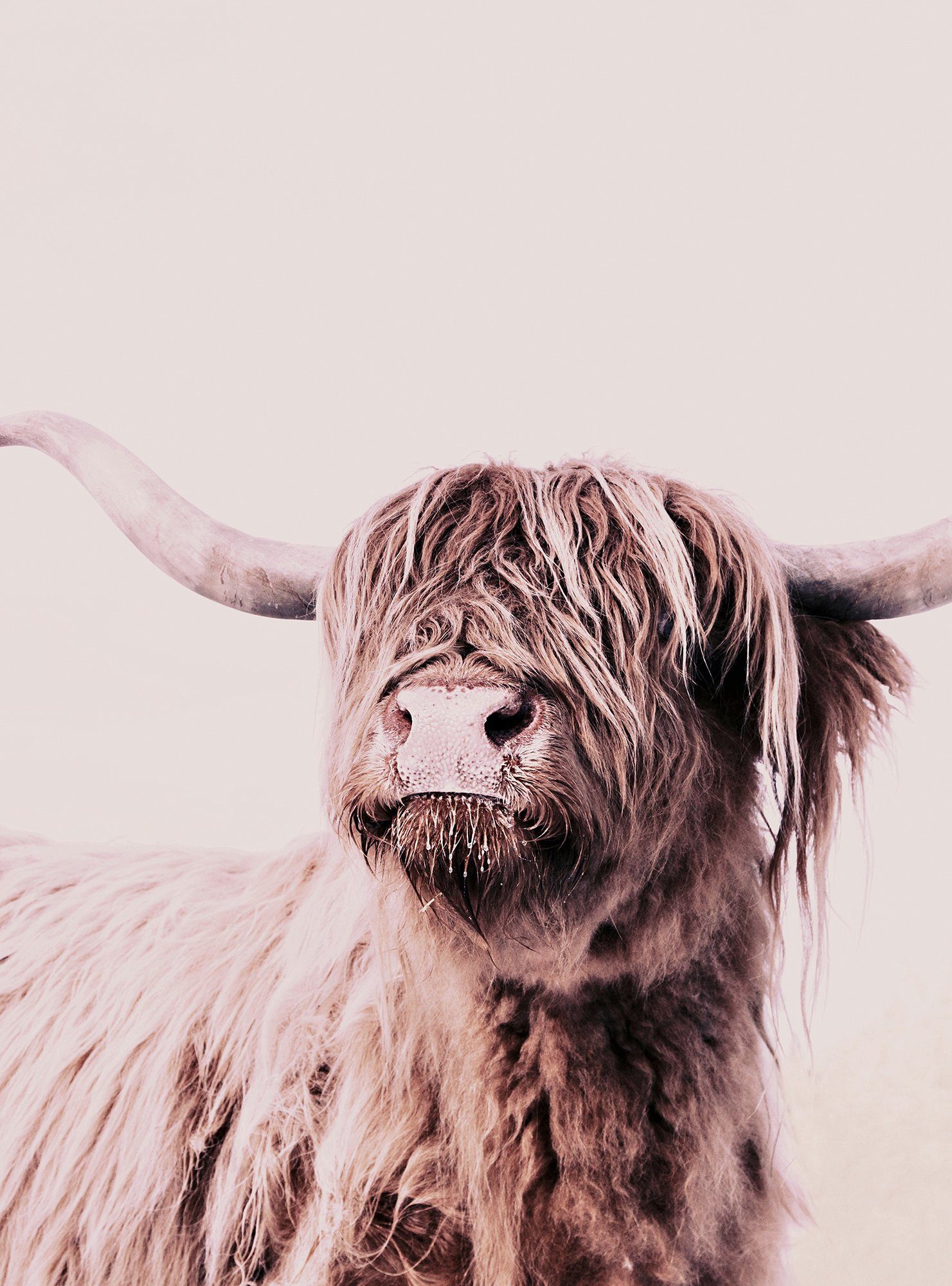 living walls Fototapete ARTist Highland Cattle, (Set, 2 St), Vlies, Wand, Schräge