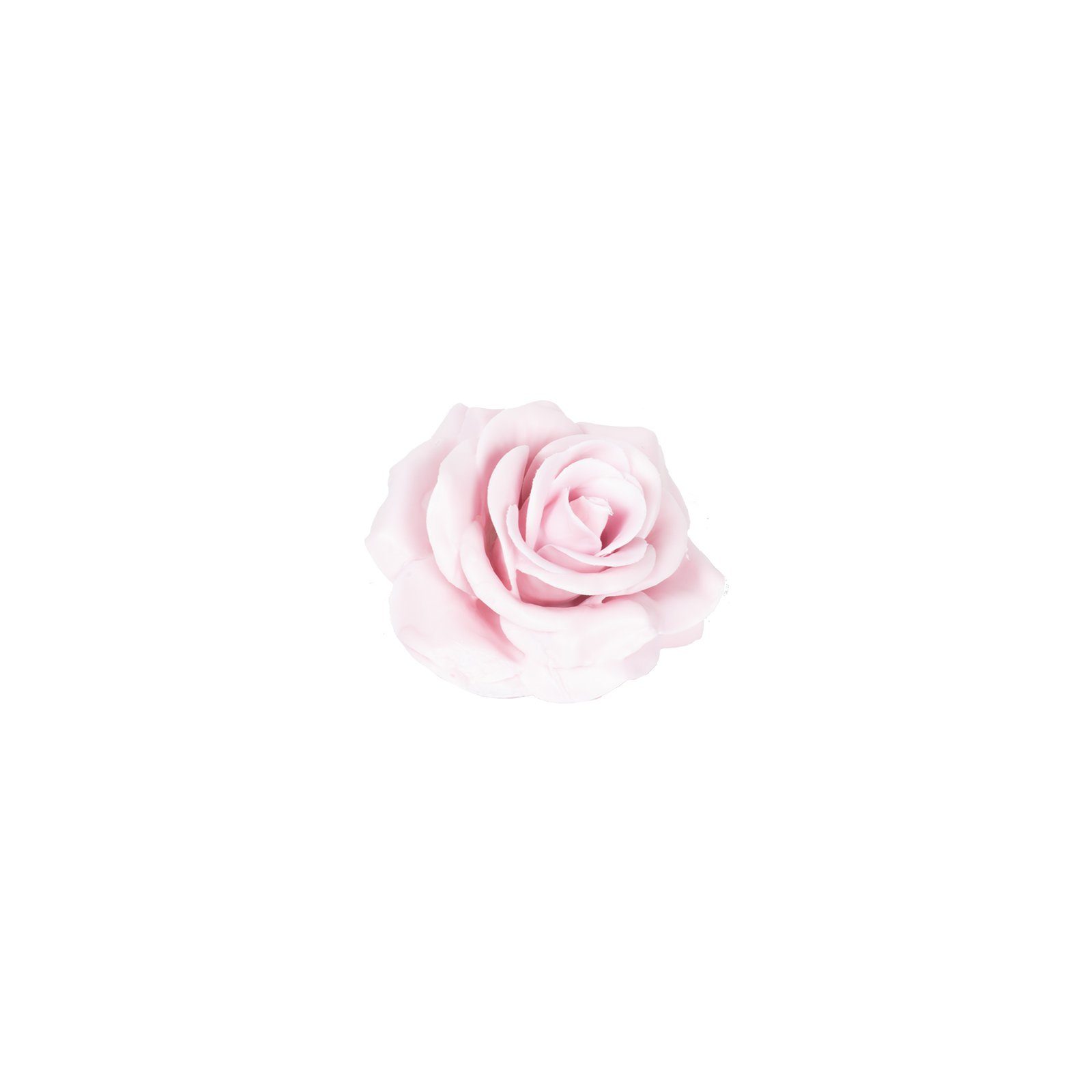 Trockenblume 12er Set Wachsrose - Lilac Soft, Primera, Höhe 25 cm
