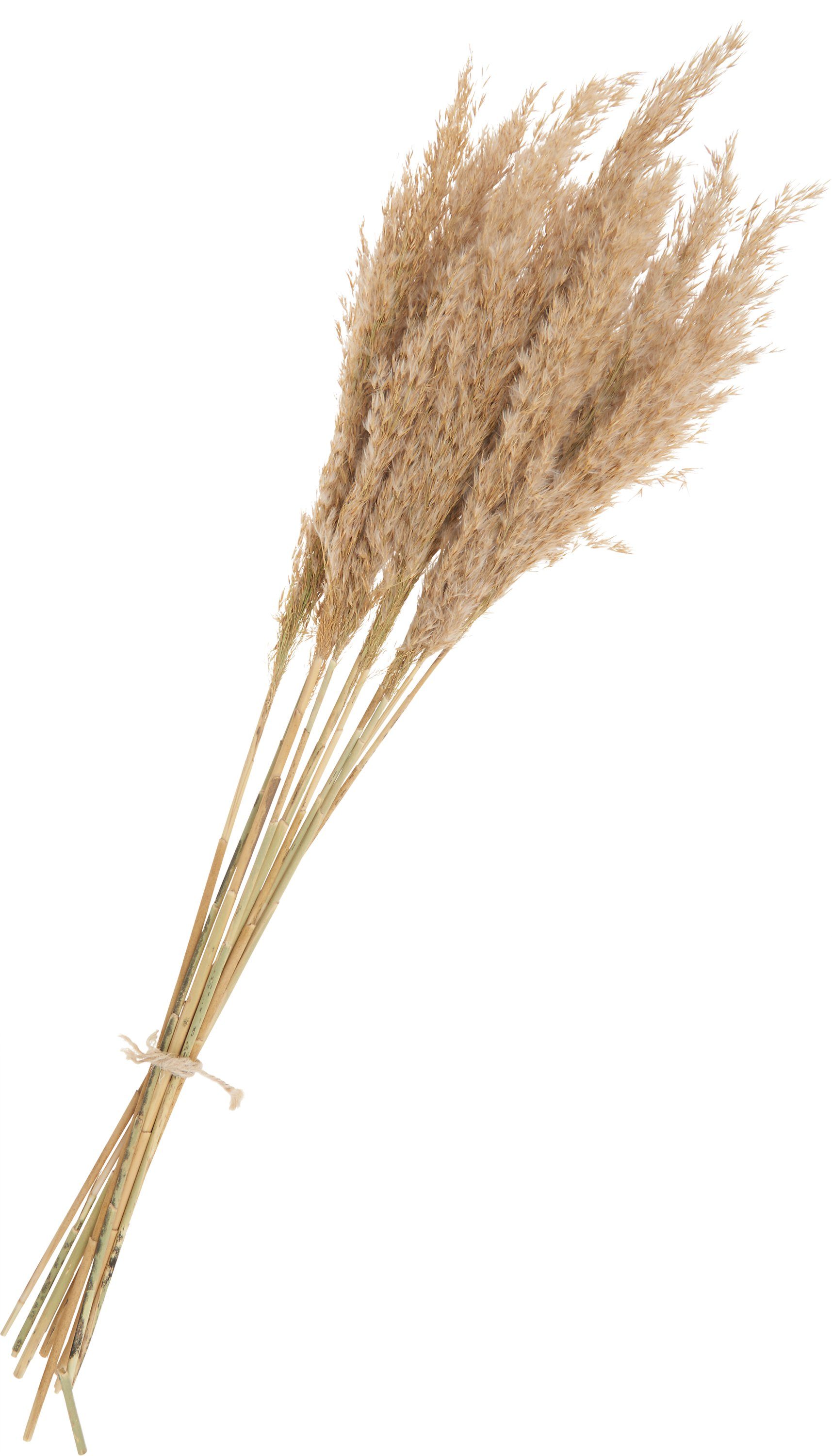 Kunstpflanze Pampaswedel, 65 cm - 75 cm lang