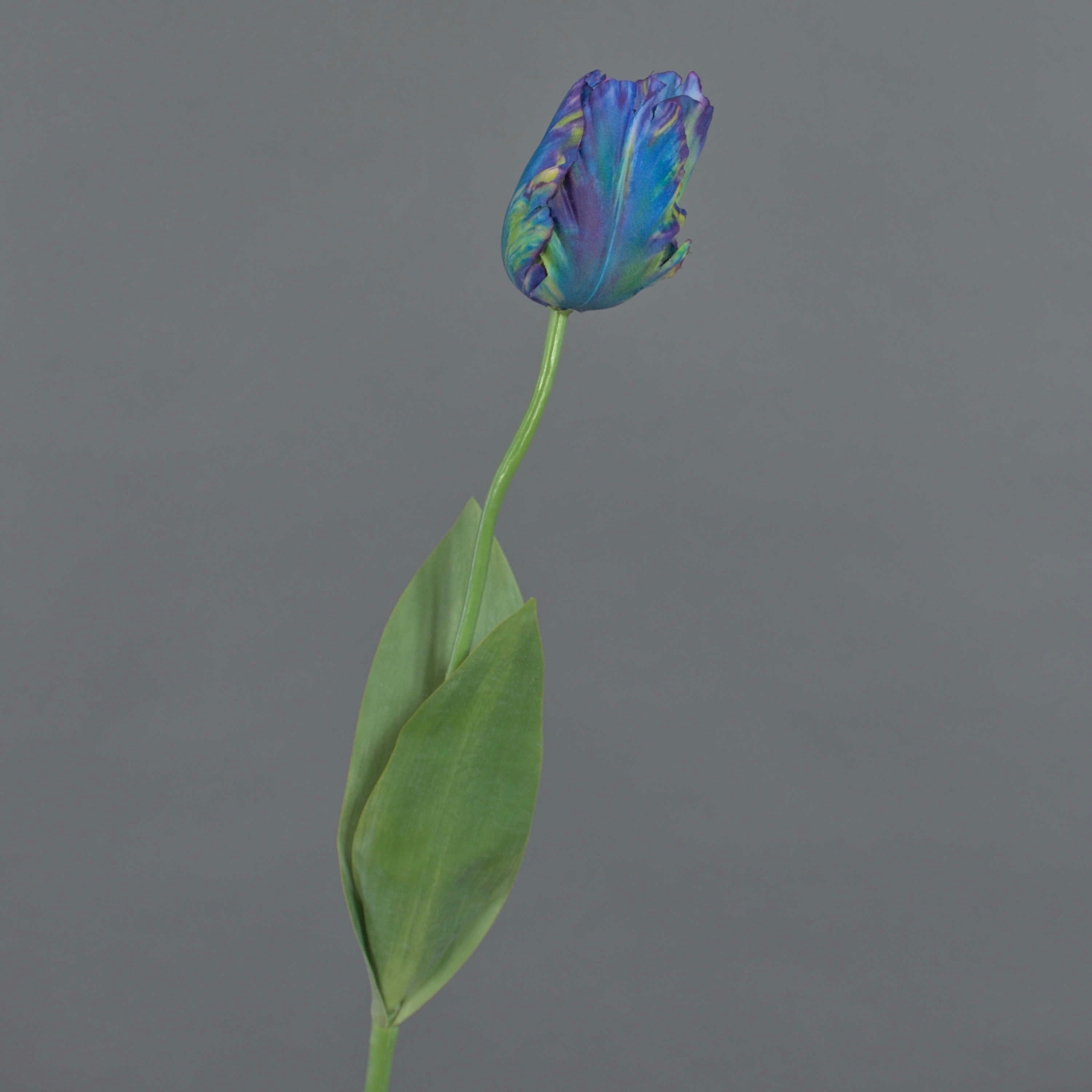 Kunsttulpe Künstliche Papageientulpe Uakari, blau-grün, 65cm, Ø6cm Tulpe (Papageientulpe), artplants, Höhe 65.0 cm