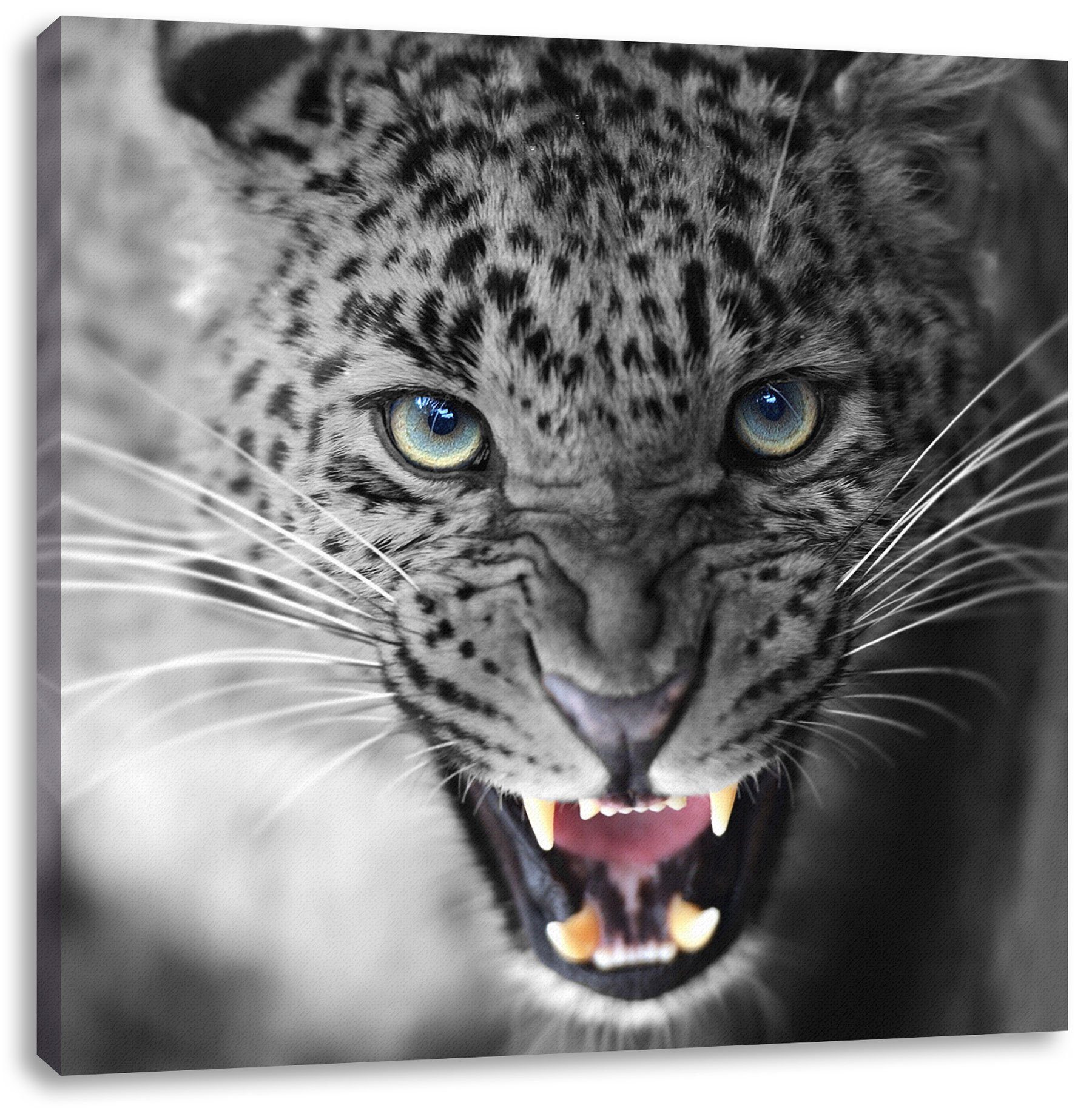 Pixxprint Leinwandbild schöner fertig bespannt, schöner fauchender (1 inkl. Leopard, Zackenaufhänger Leinwandbild St), fauchender Leopard
