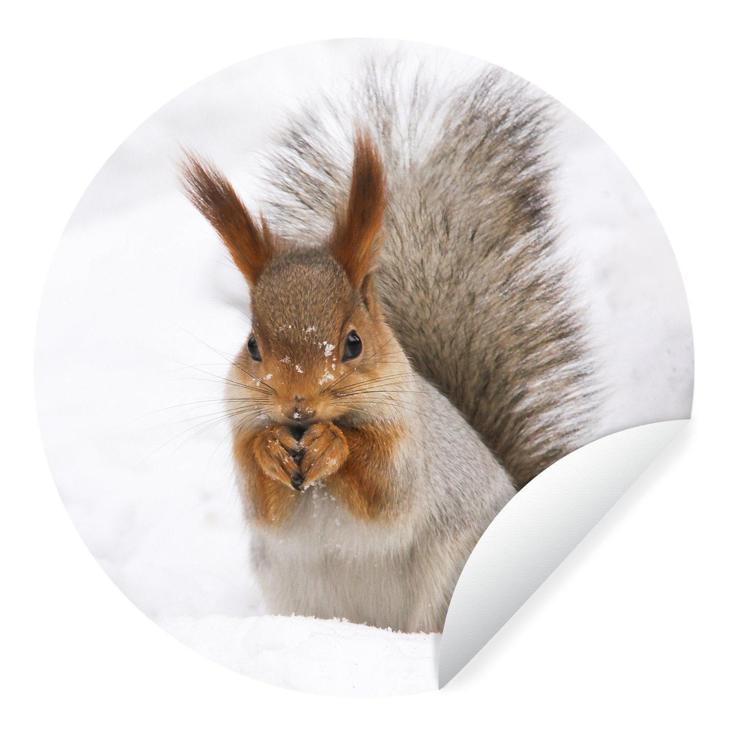 Tier Rund, für Tapetenaufkleber, Wandsticker Eichhörnchen (1 - - Schnee Kinderzimmer, St), Wohnzimmer Tapetenkreis MuchoWow